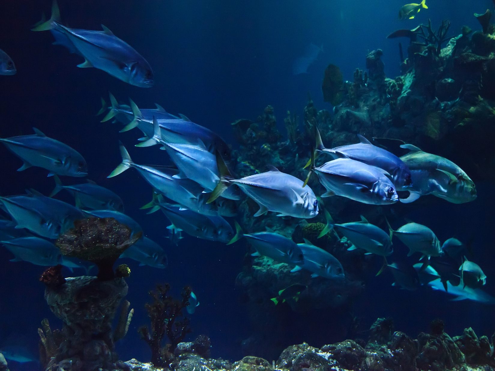 Wie sicher sind Aquarien im Haus des Meeres und im Tiergarten Schönbrunn in Wien?