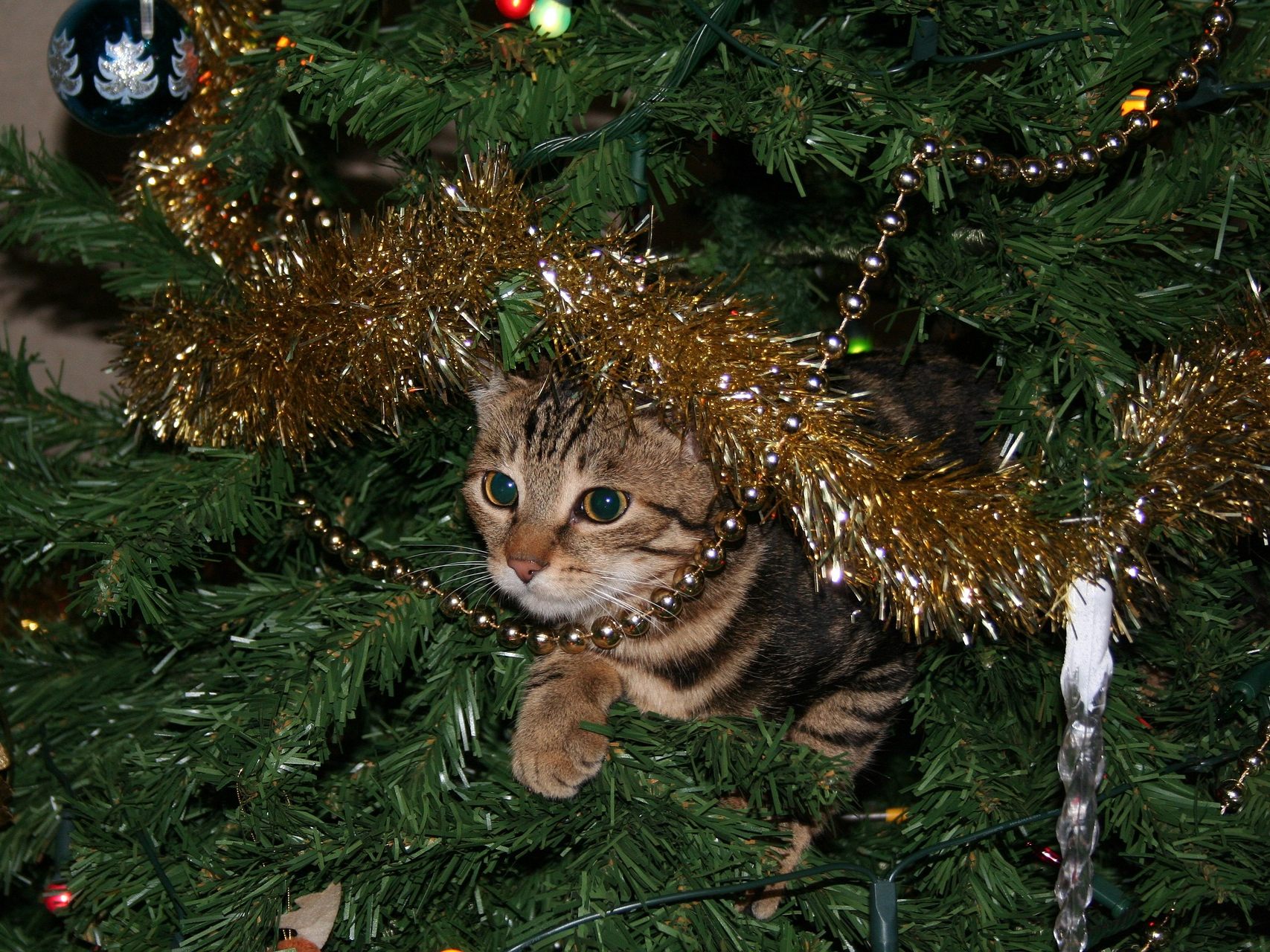 Mit ein paar einfachen Tricks wird der Christbaum für Katzen uninteressant.