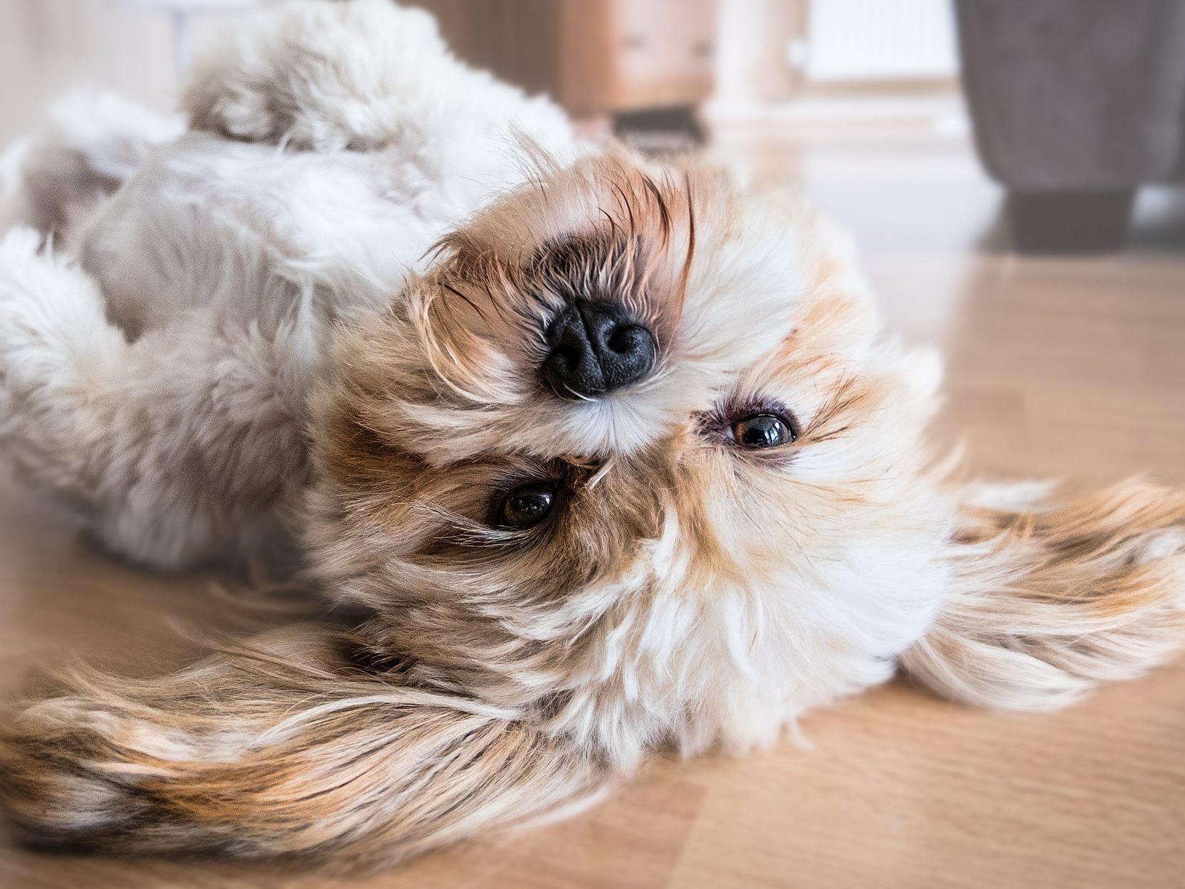 Aus diesem Grund sollte ein Hund niemals Schokolade bekommen.