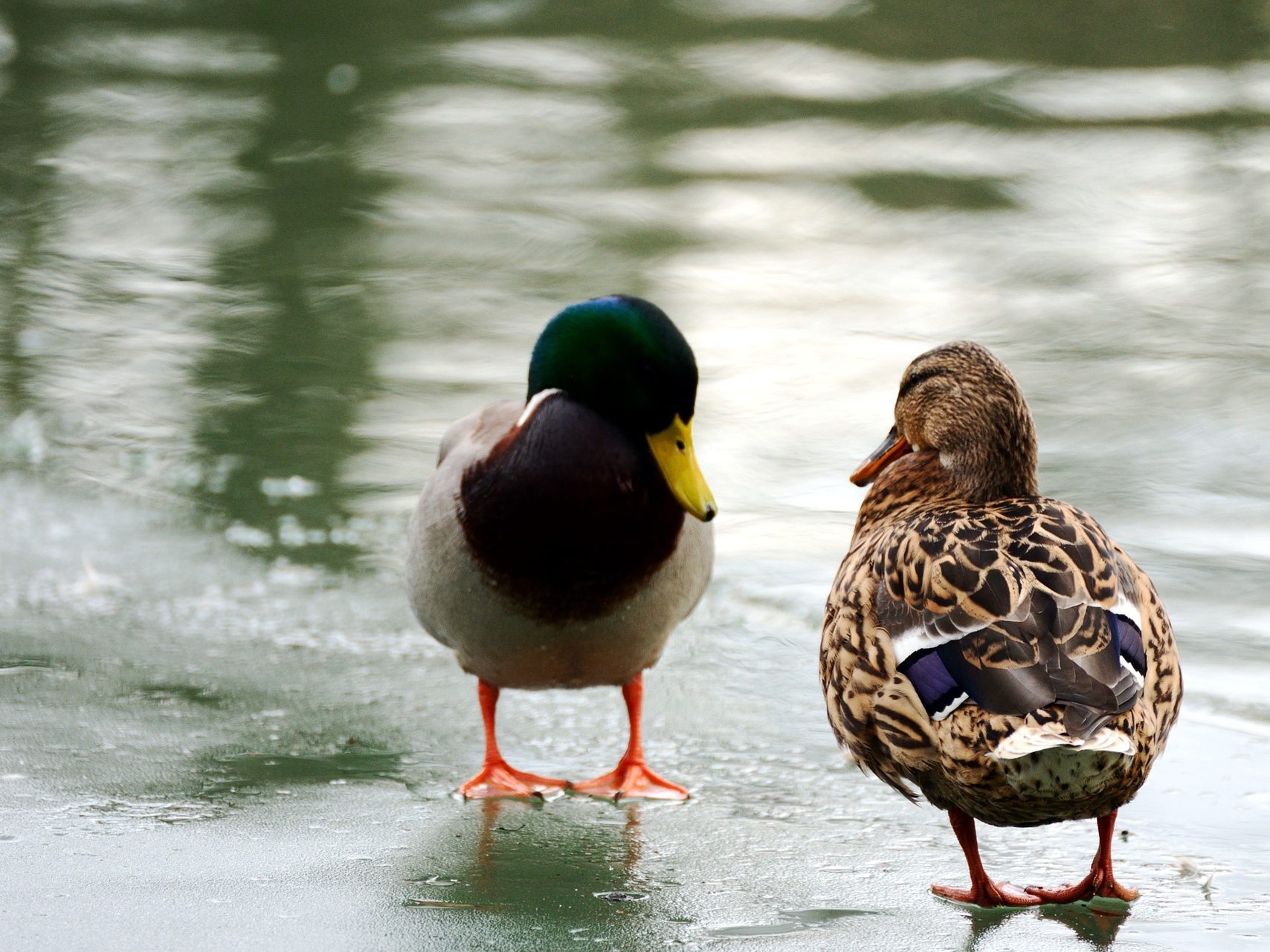 So sichern Enten im Winter ihr Überleben.
