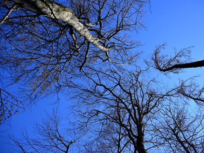 Ein 57-Jähriger ist bei Forstarbeiten im Bezirk Baden ums Leben gekommen.