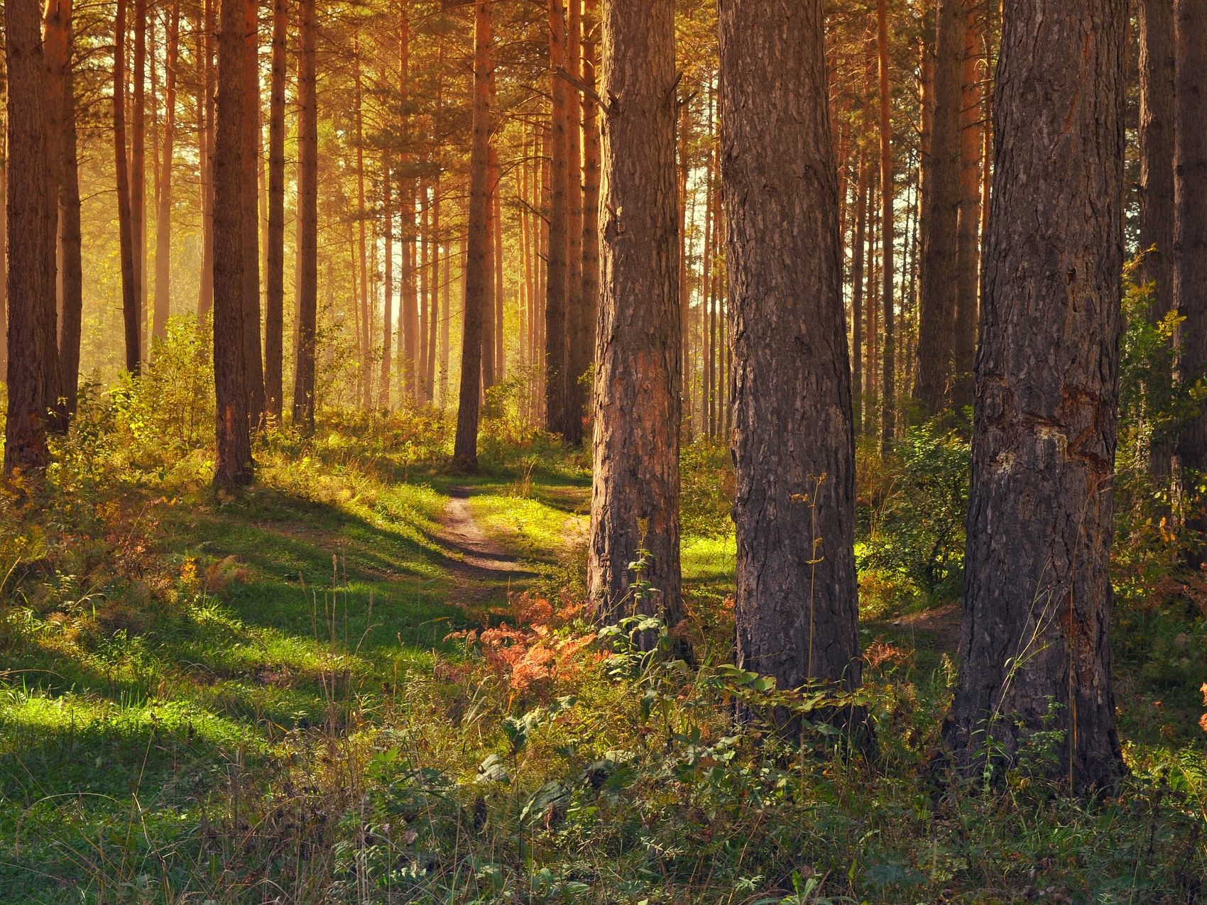 Österreichs Wälder müssen laut Rechnungshof klimafitter werden.
