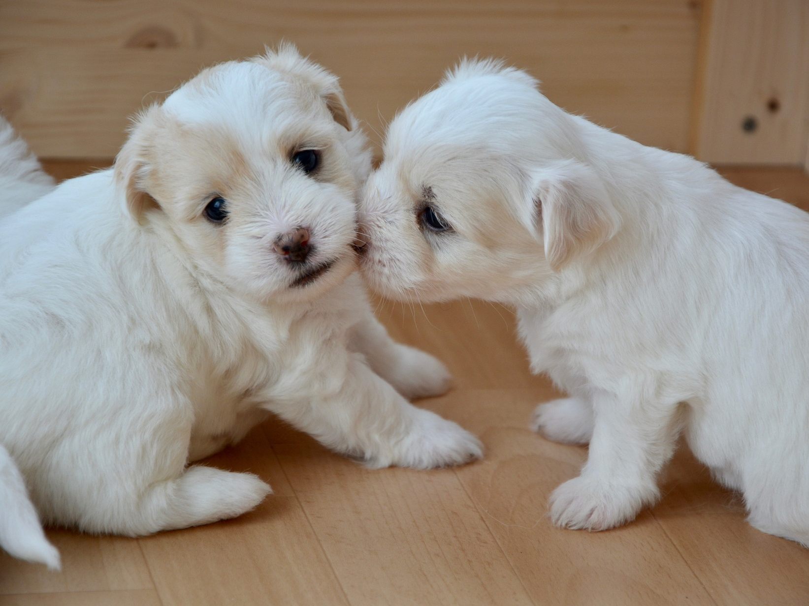 In der Corona-Pandemie nahm der illegale Welpenhandel stark zu.