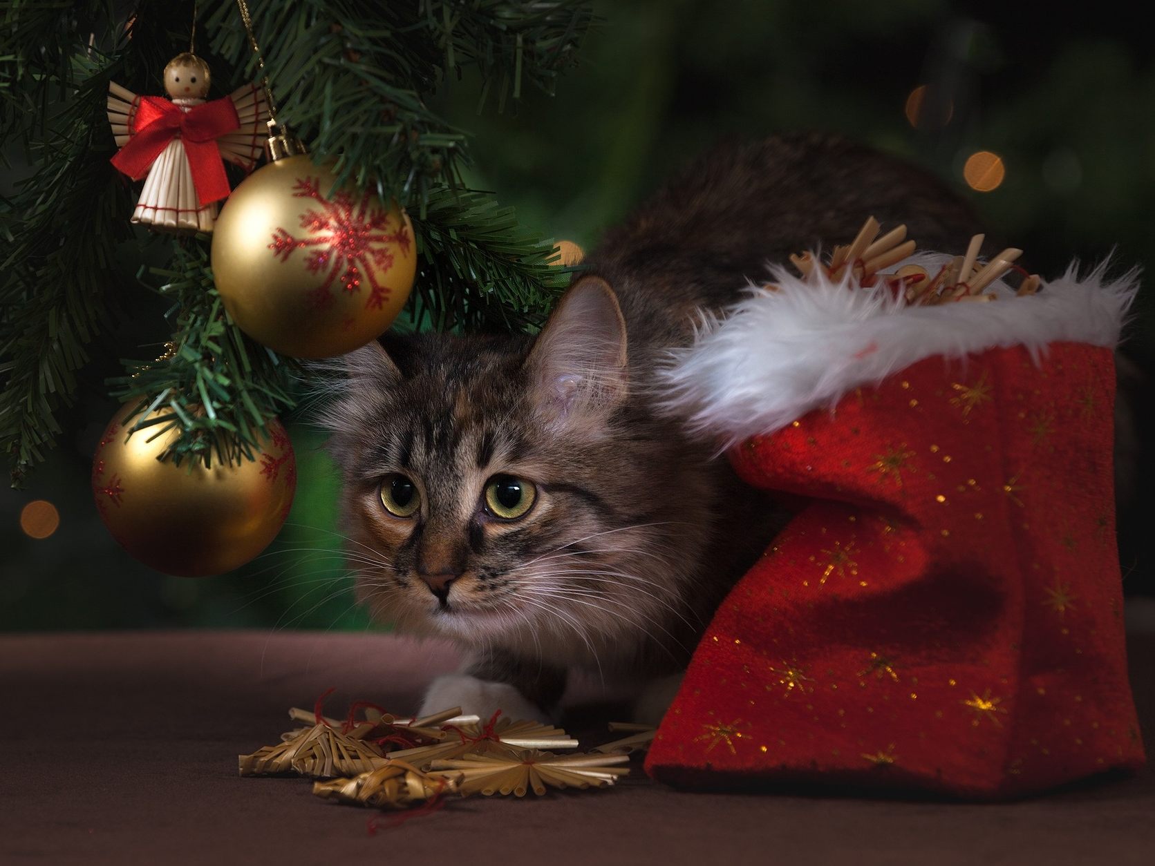 Für Haustiere können Weihnachtsdeko und Christbaumkugeln Gefahren darstellen, wenn sie verschluckt werden.