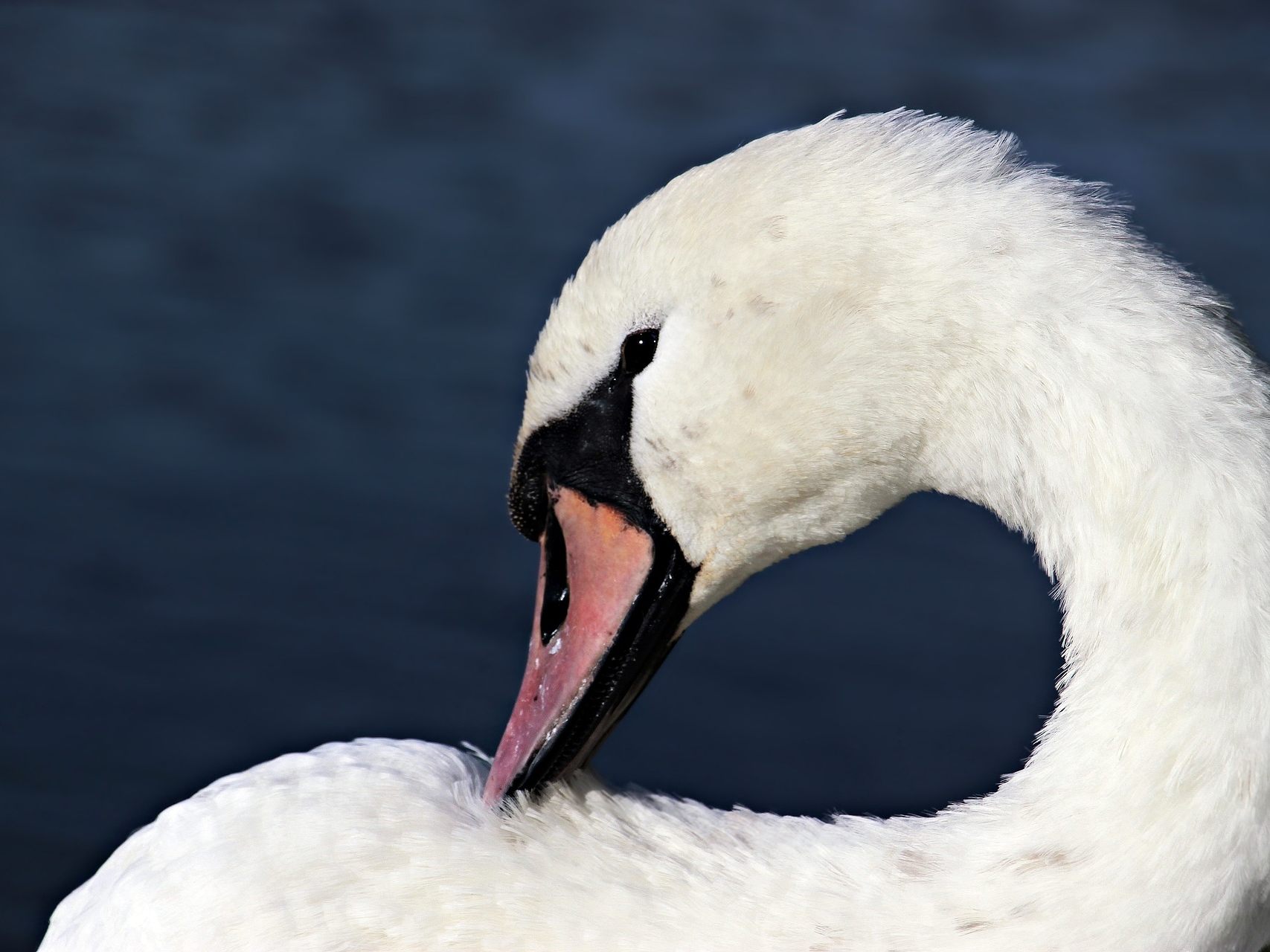 Auf der Neuen Donau in Wien wurde ein Schwan getötet.