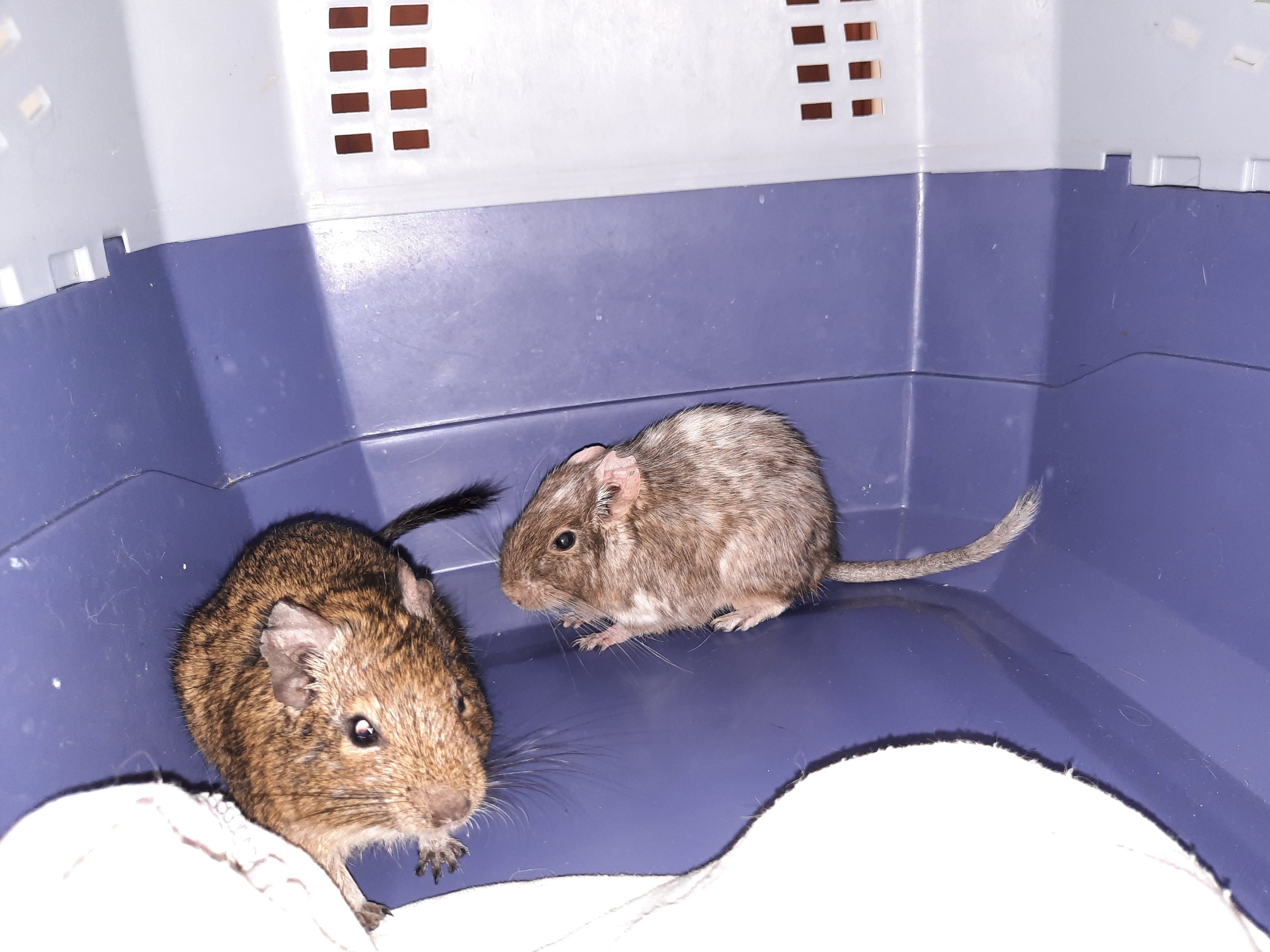 Nach Weihnachten wurden zwei Degus auf einer Autobahn-Raststätte ausgesetzt.