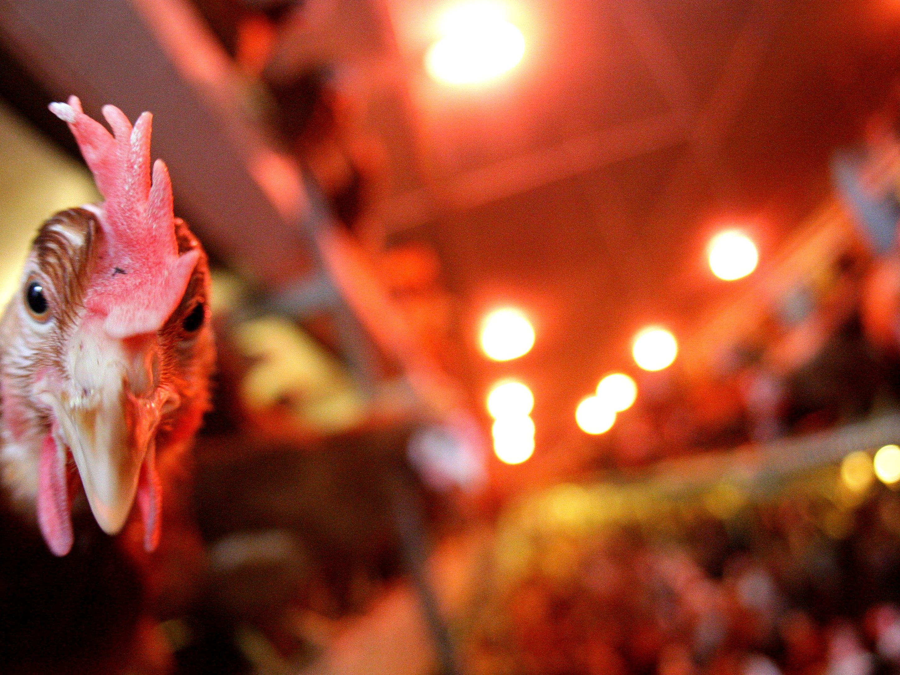 VGT veröffentlichte weitere Fälle von Tierquälerei in Hühnermast-Betrieben. VGT veröffentlichte weitere Fälle von Tierquälerei in Hühnermast-Betrieben.