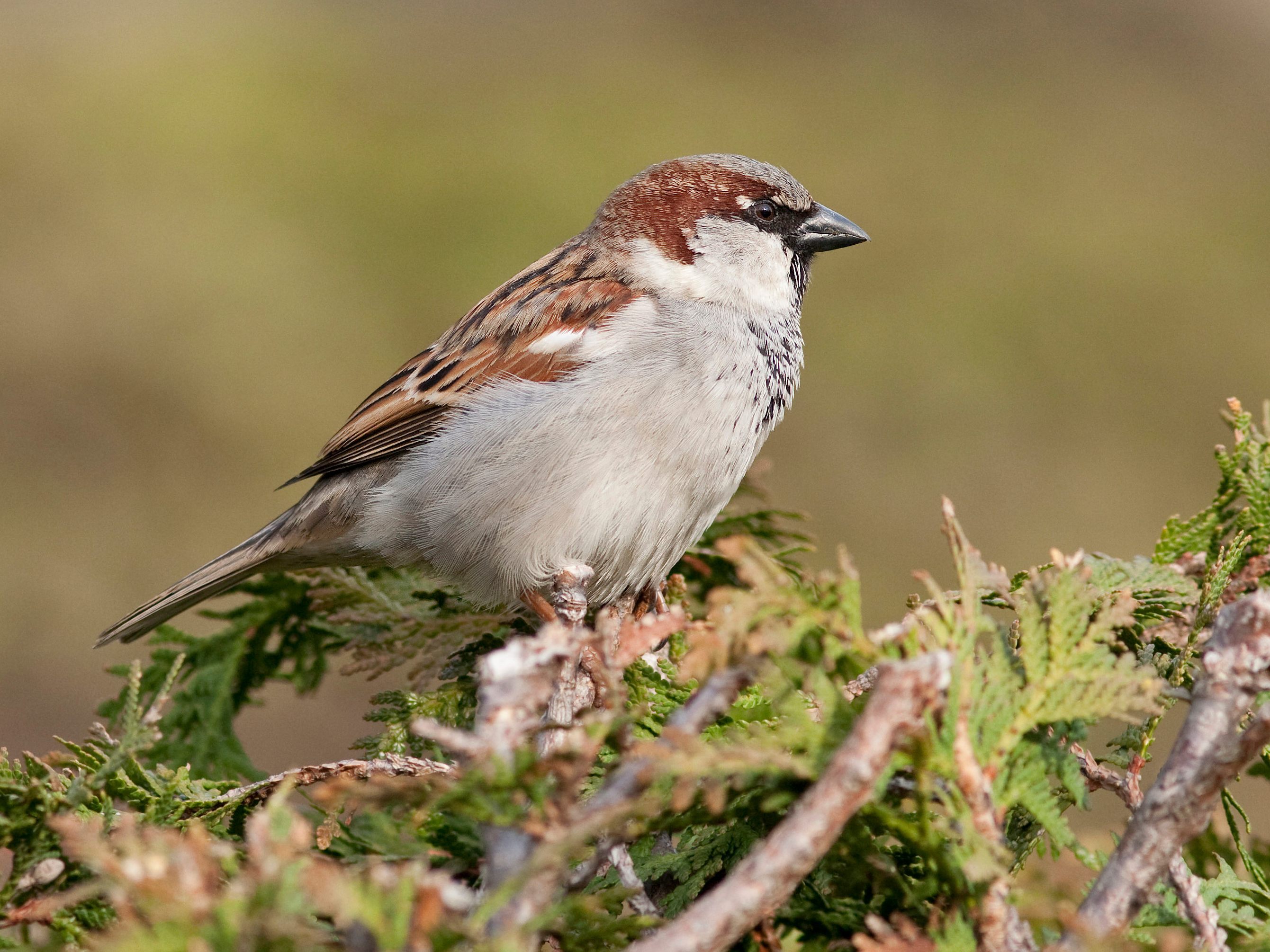 Der heurige falsche Frühling veränderte das Verhalten der Vögel.
