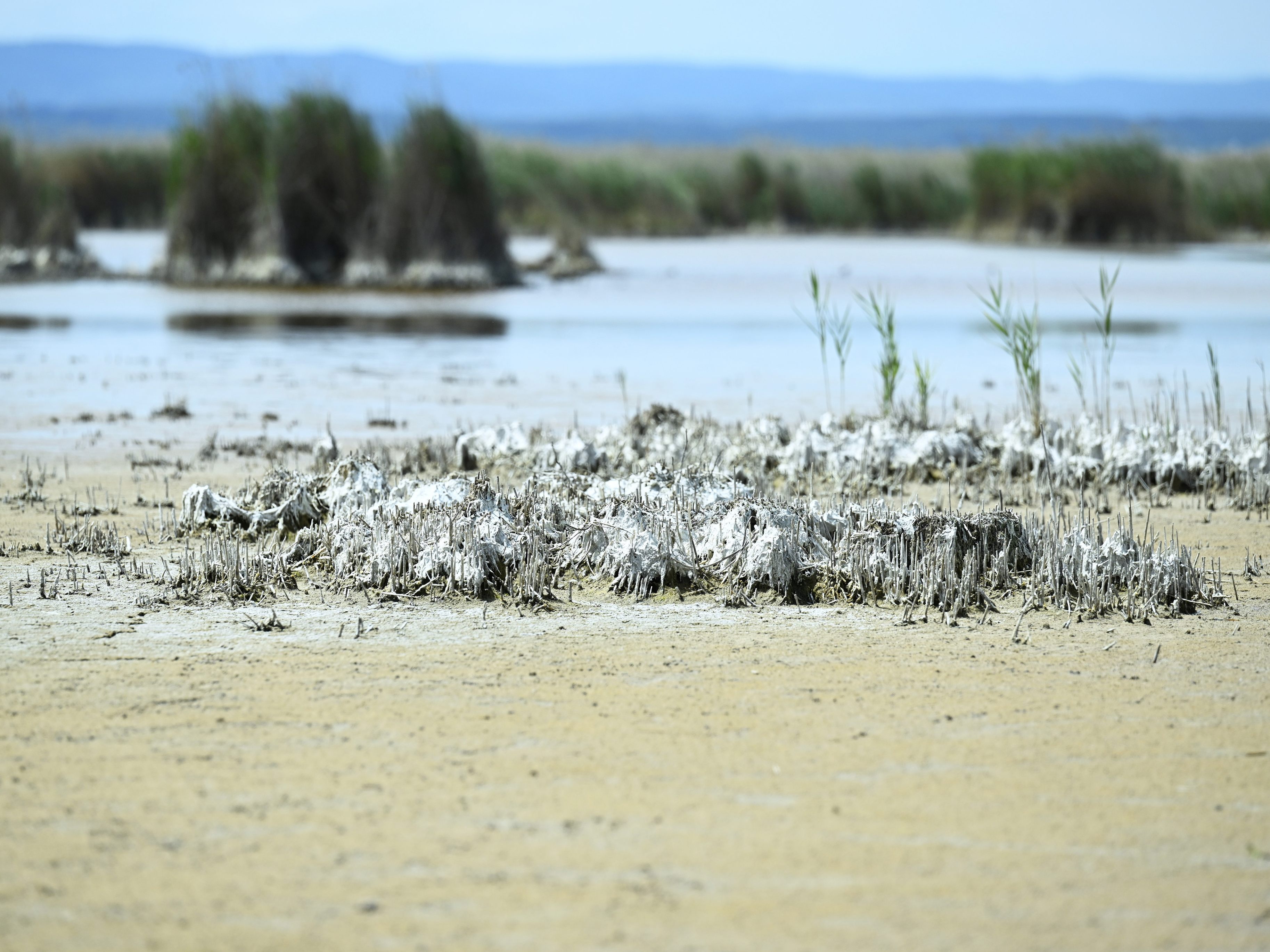 Aufgrund des wenigen Niederschlages ist der Wasserstand im Neusiedler See weiterhin niedrig.