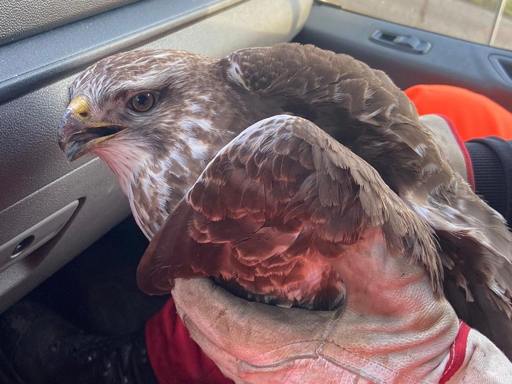 Asfinag-Mitarbeiter retteten am Mittwoch einen verletzten Bussard von der S36.