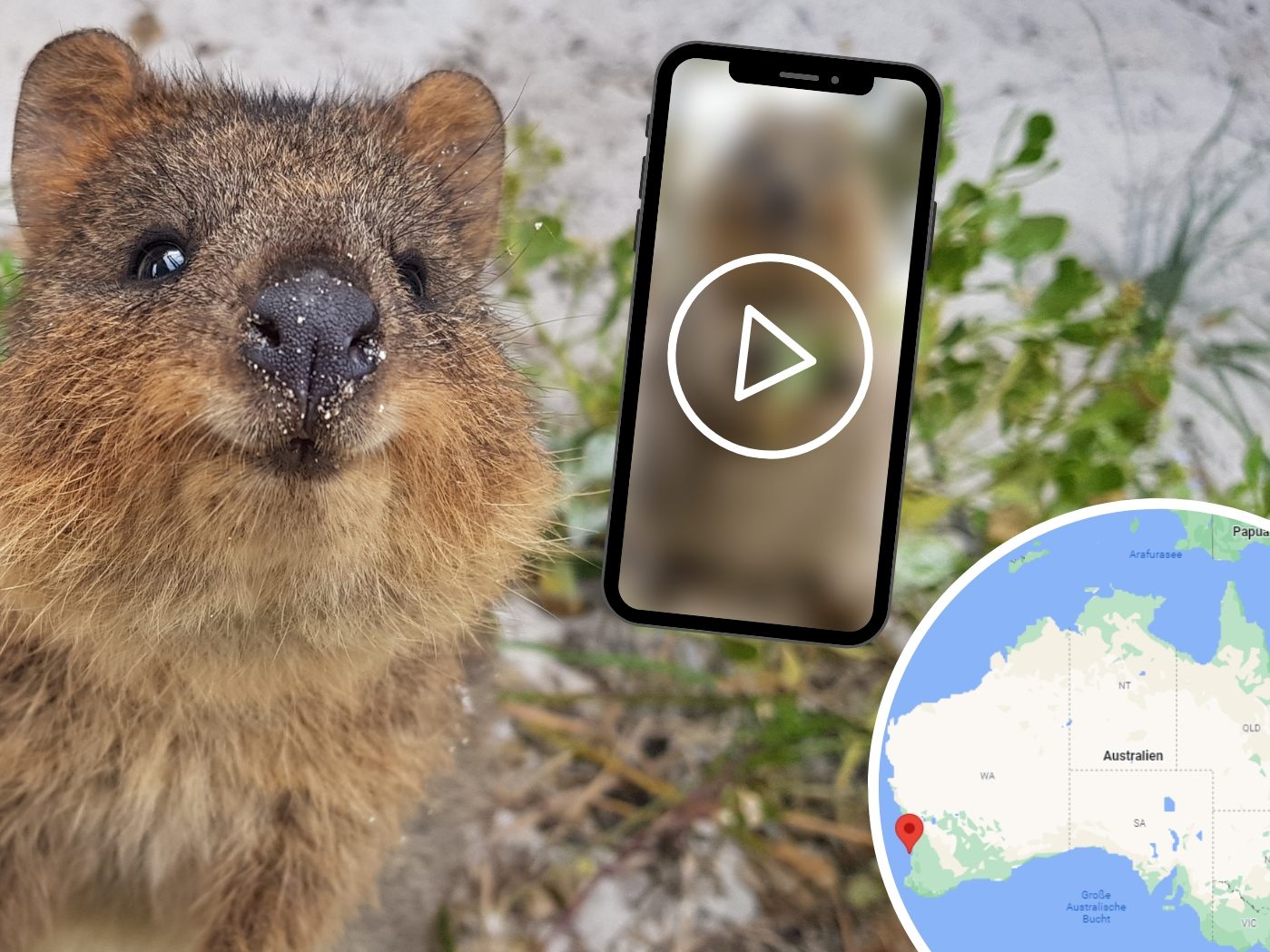 Das Quokka gilt als das fröhlichste Tier der Welt. Das Quokka gilt als das fröhlichste Tier der Welt.