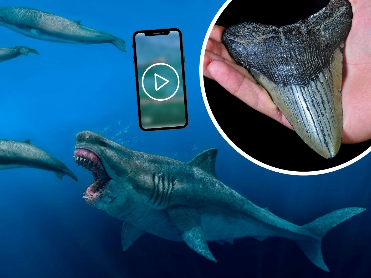 Der Megalodon ist eine ausgestorbene Haiart. (Symbolbild) Der Megalodon ist eine ausgestorbene Haiart. (Symbolbild)
