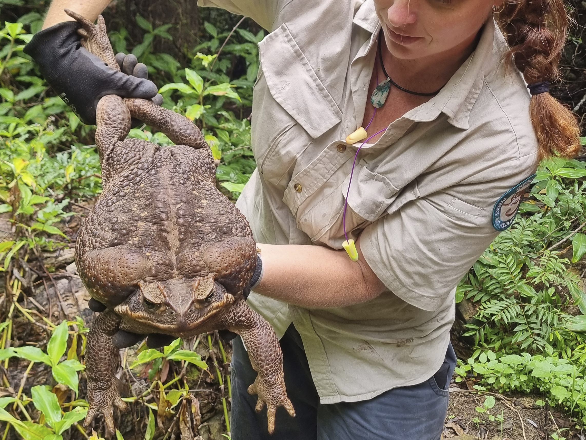 Diese Monster-Kröte ist so schwer wie ein neugeborenes Baby. Diese Monster-Kröte ist so schwer wie ein neugeborenes Baby.