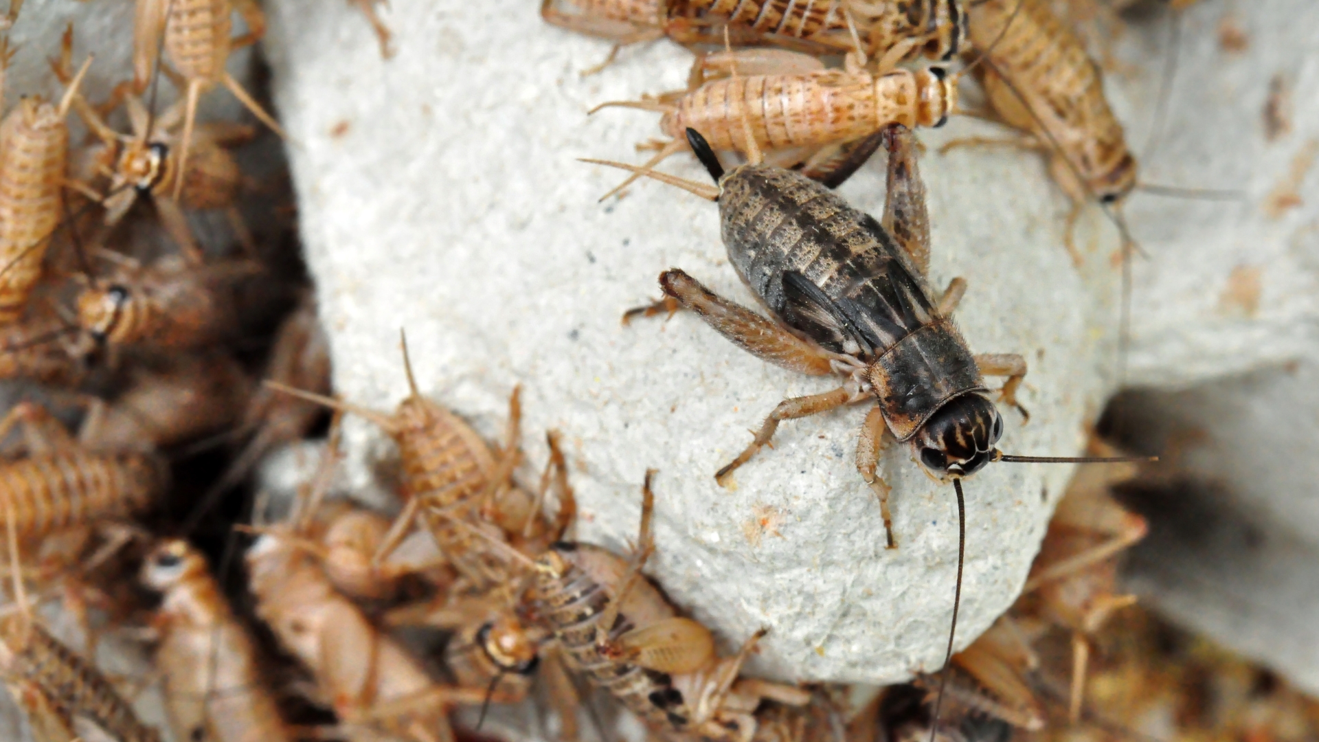 Acheta domesticus, die Hausgrille