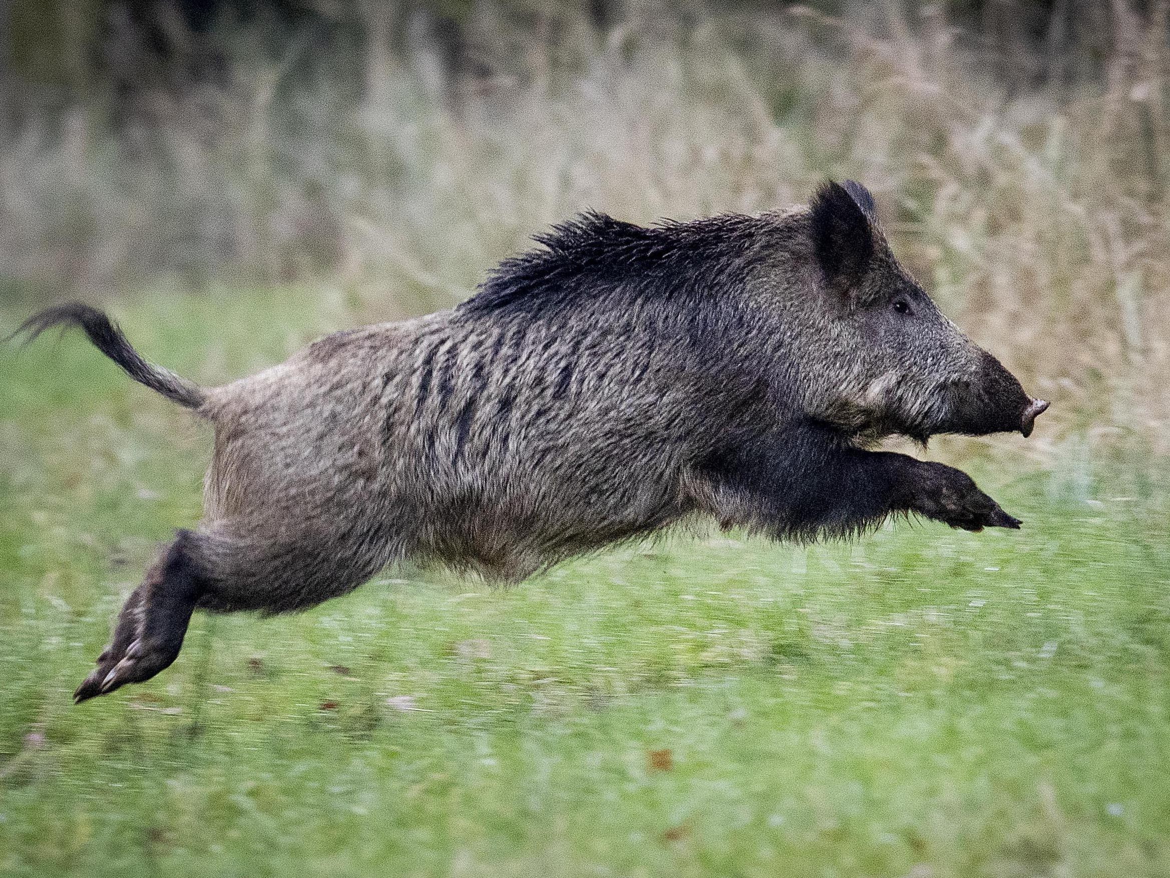 Dass der Park in Rom zum Teil geschlossen wurde, soll mit einer Wildschwein-Familie zusammengehangen haben.