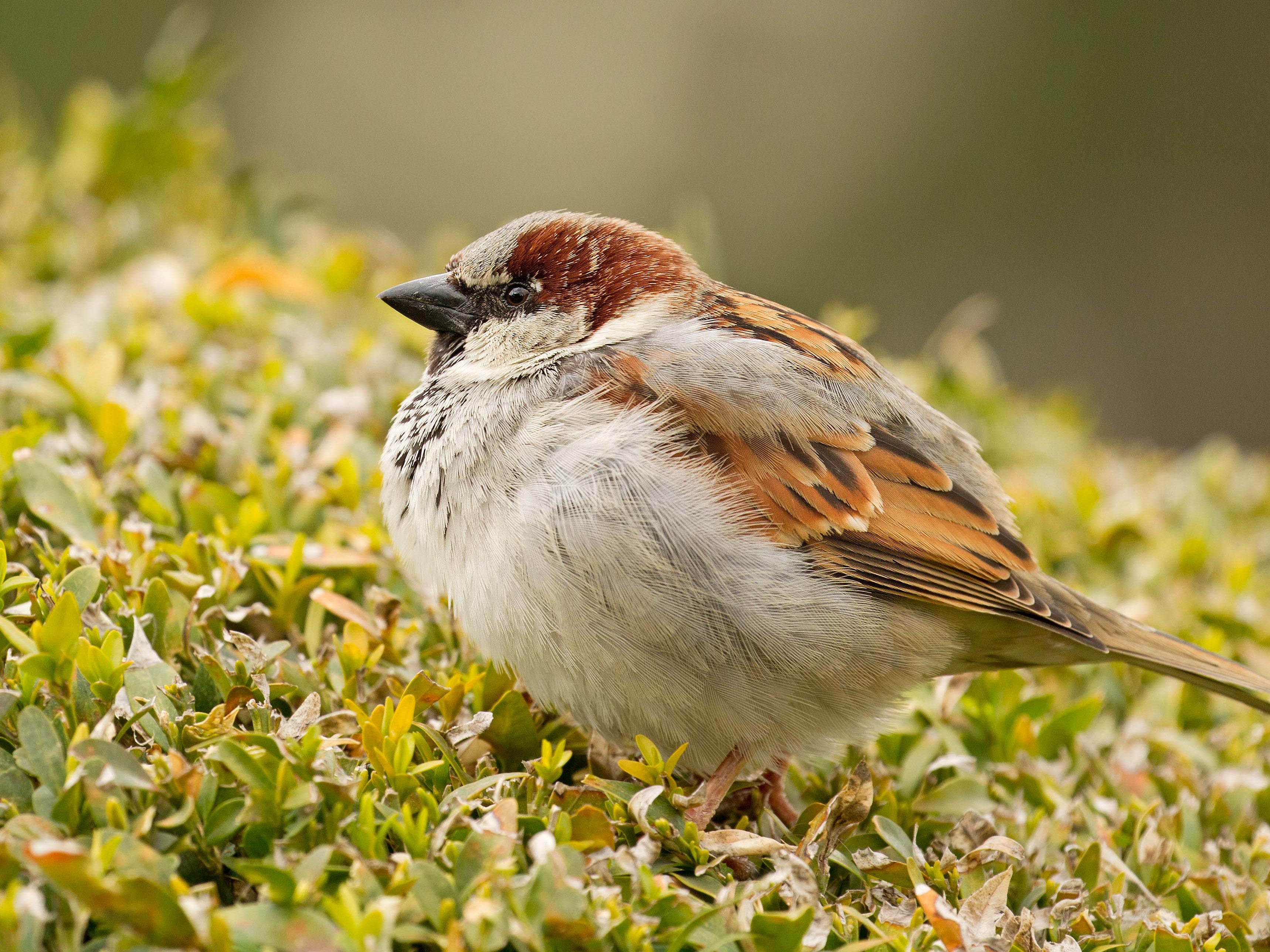 Der Haussperling ist Österreichs häufigster Wintervogel. Der Haussperling ist Österreichs häufigster Wintervogel.