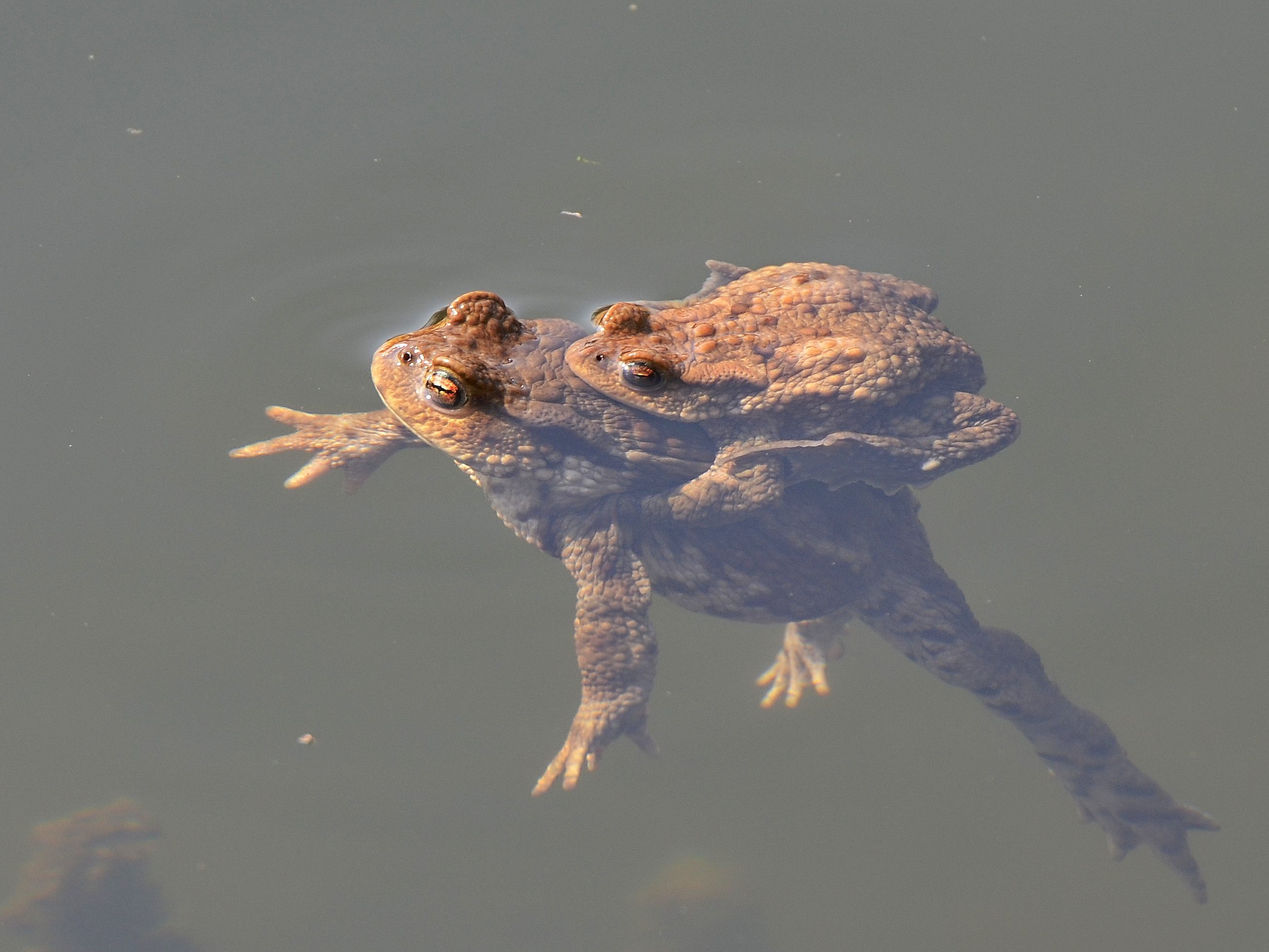 Stadt sucht Amphibienhelfer:innen.