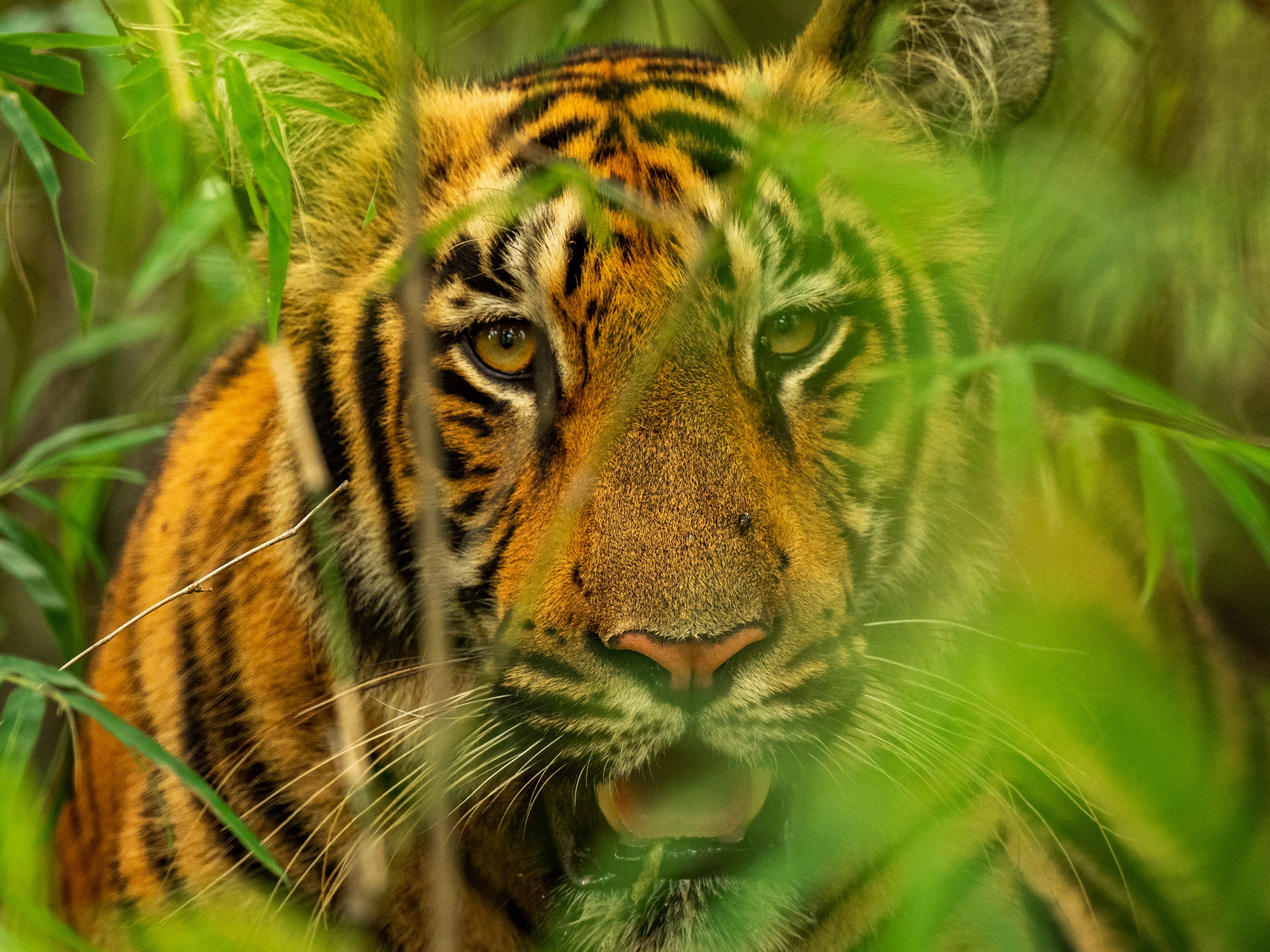 Laut WWF ist die Zahl der Tiger durch Artenschutzprogramme wieder weltweit gestiegen. Laut WWF ist die Zahl der Tiger durch Artenschutzprogramme wieder weltweit gestiegen.