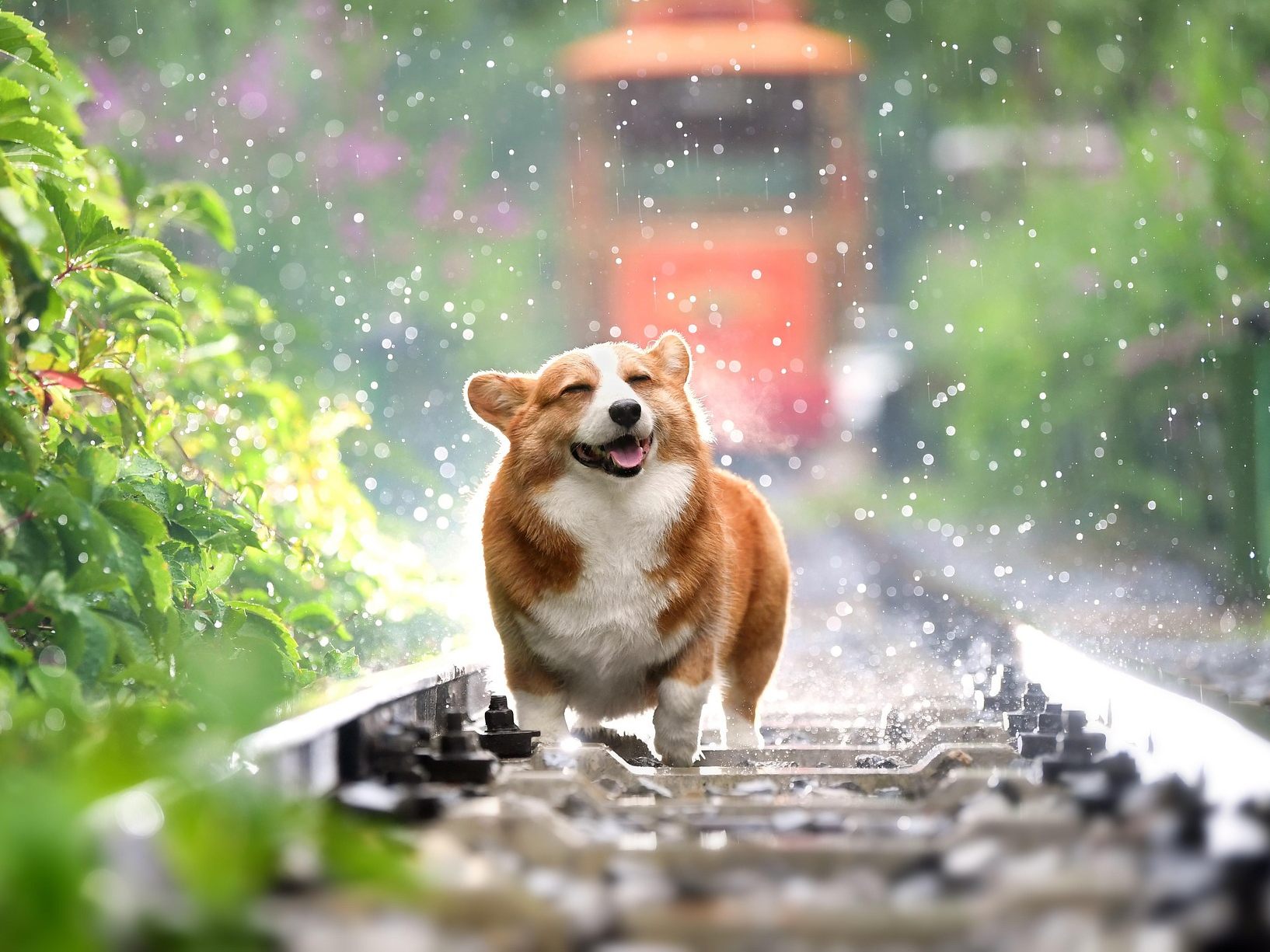 Aus diesem Grund könnten kleine Hunde älter werden als große.