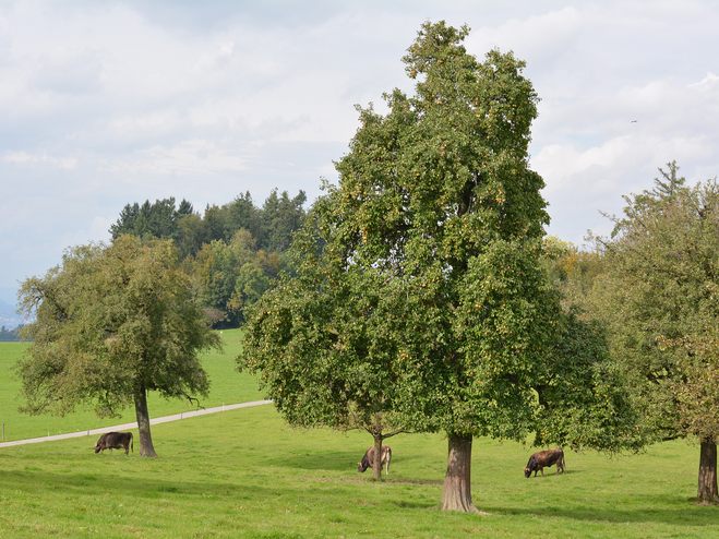 120 Hochstammbäume werden dieses Jahr in Dornbirns Gärten und Wiesen gepflanzt. 120 Hochstammbäume werden dieses Jahr in Dornbirns Gärten und Wiesen gepflanzt.