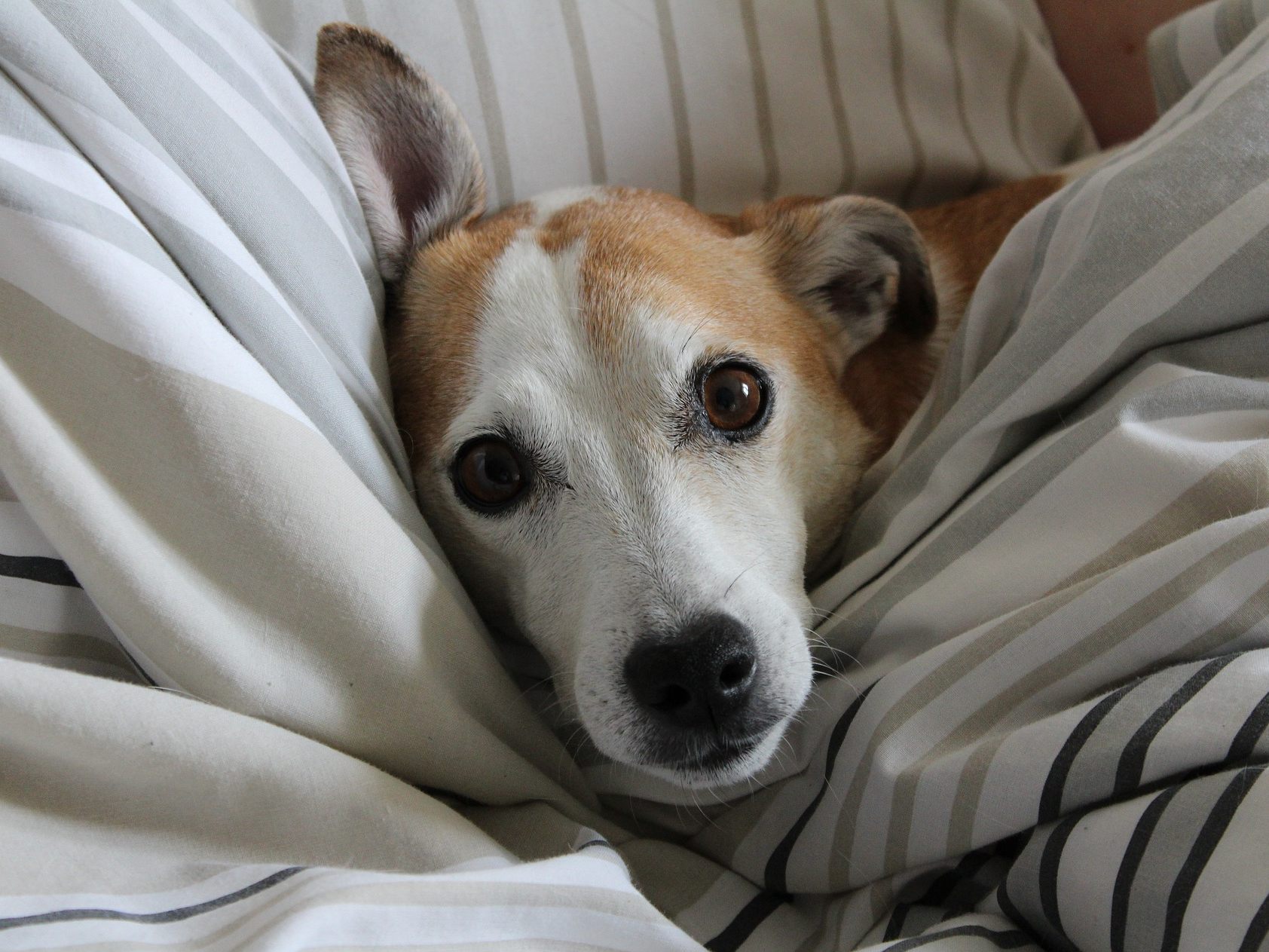 Darf Ihr Hund zu Ihnen ins Bett? Darf Ihr Hund zu Ihnen ins Bett?
