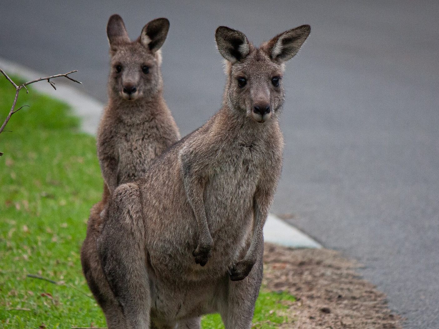 Zwei kämpfende Kängurus krachten in ein Zelt auf einem australischen Campingplatz.