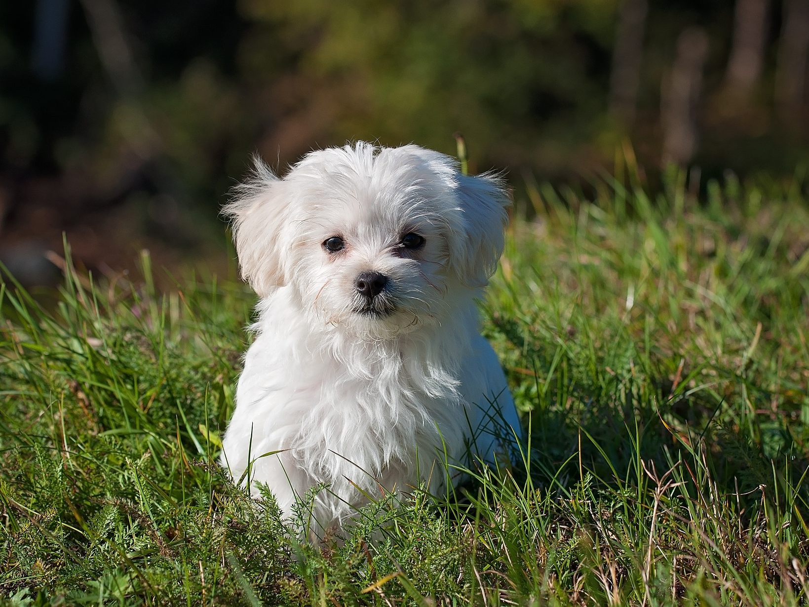 Das ist zu tun, wenn man ein ausgesetztes Haustier findet.