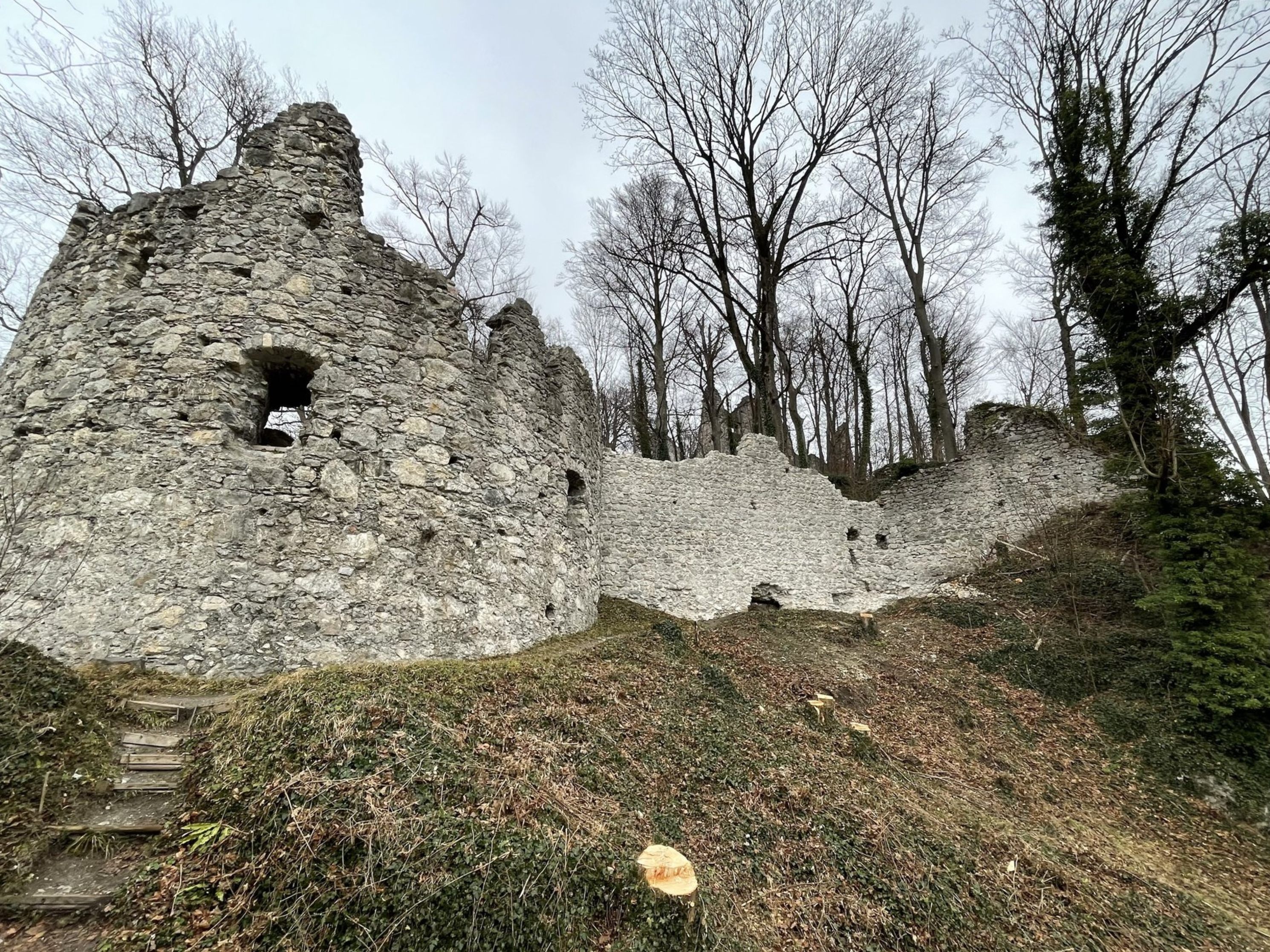 Rund um die Burgruine Neuburg mussten in den vergangenen Wochen zahlreiche, kranke Eschen gefällt werden Rund um die Burgruine Neuburg mussten in den vergangenen Wochen zahlreiche, kranke Eschen gefällt werden