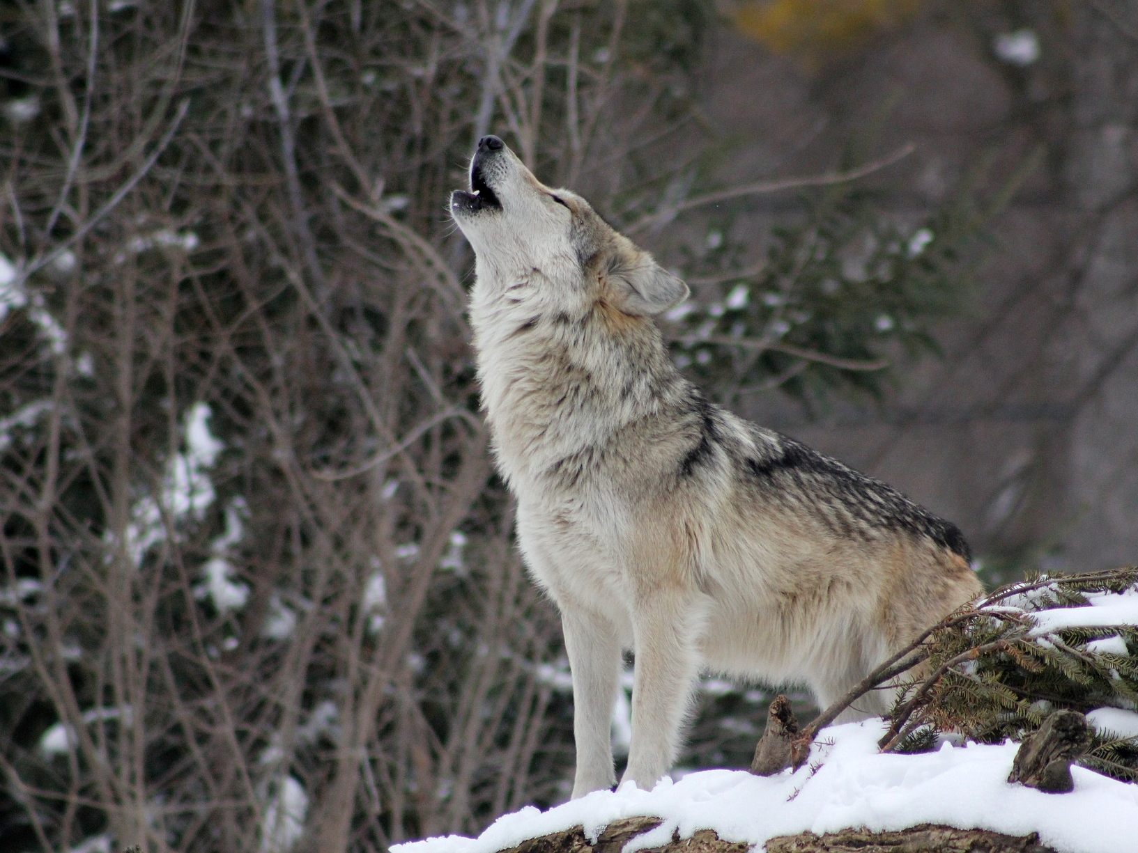 Im Lesachtal in Kärnten wurde erneut ein Wolf erschossen.