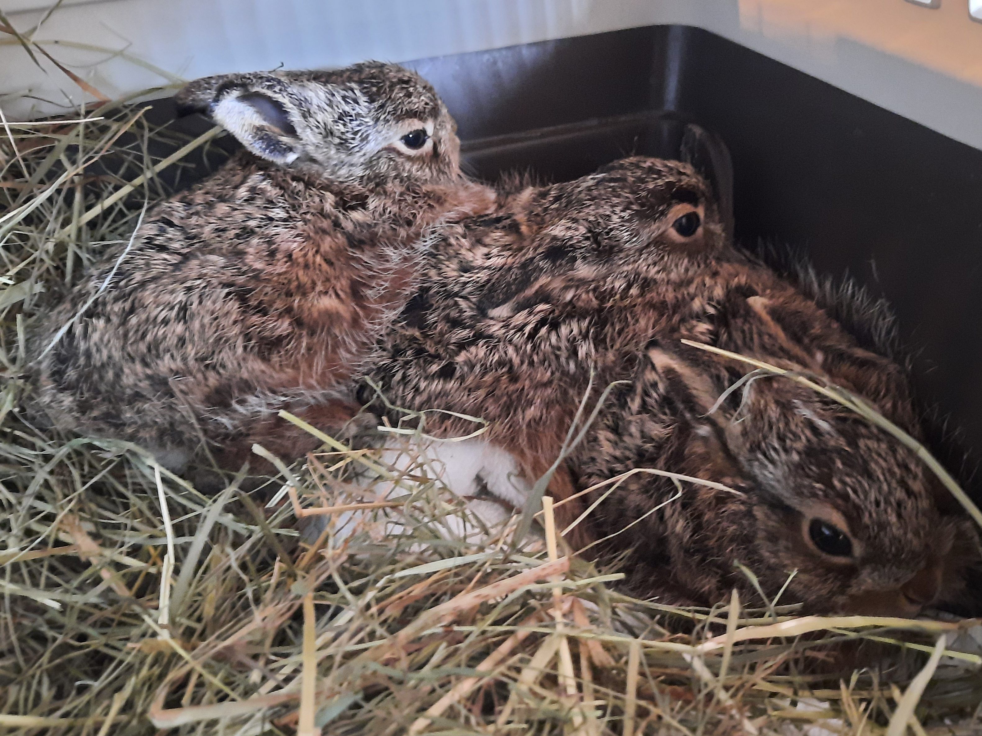 Drei Feldhasenbabys wurden bereits beim Tierschutzhof Pfotenhilfe abgegeben.