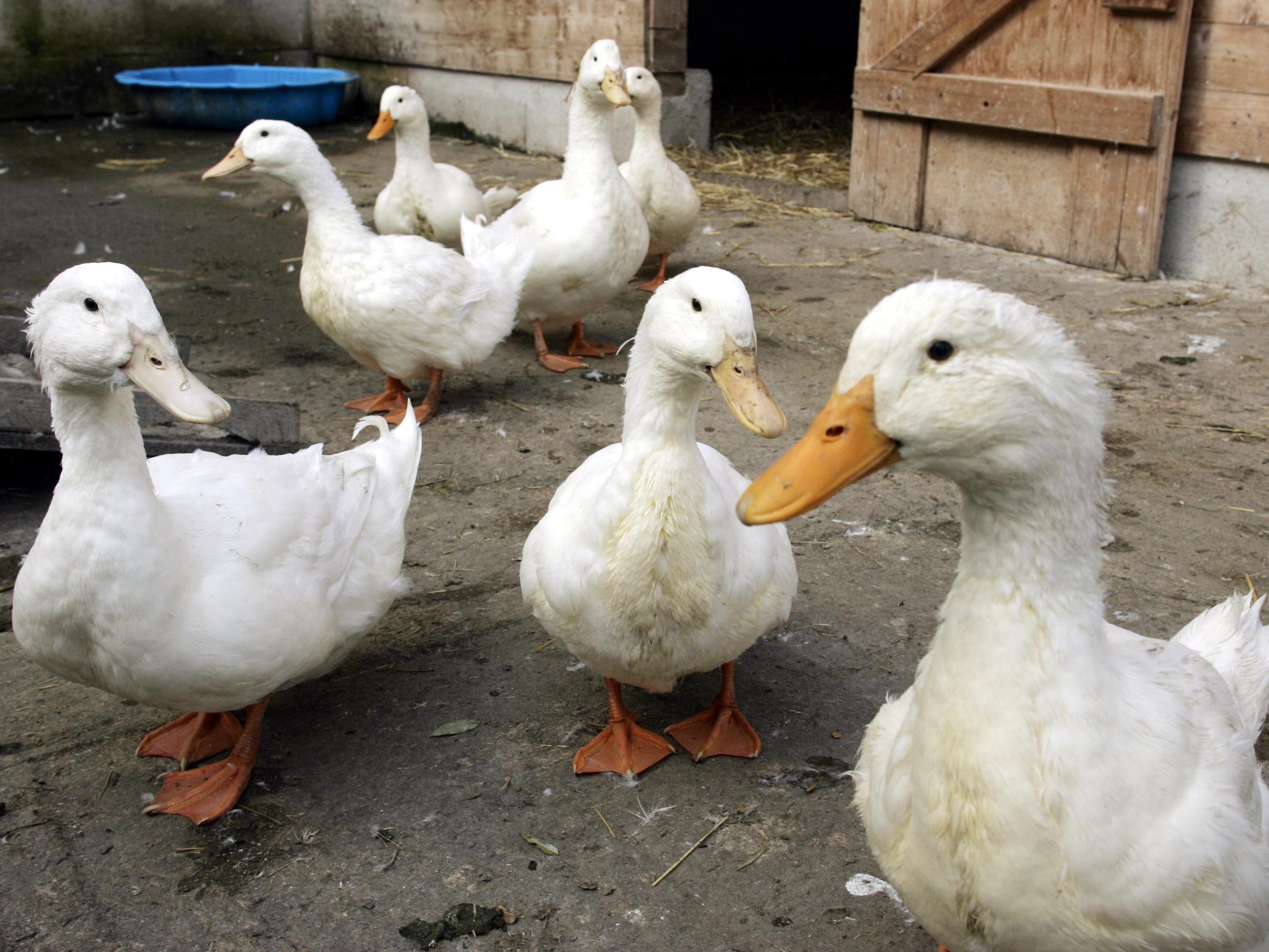 Eine Entenfarm in OÖ und ein Wildvogel in Salzburg sind von den Fällen betroffen. Eine Entenfarm in OÖ und ein Wildvogel in Salzburg sind von den Fällen betroffen.
