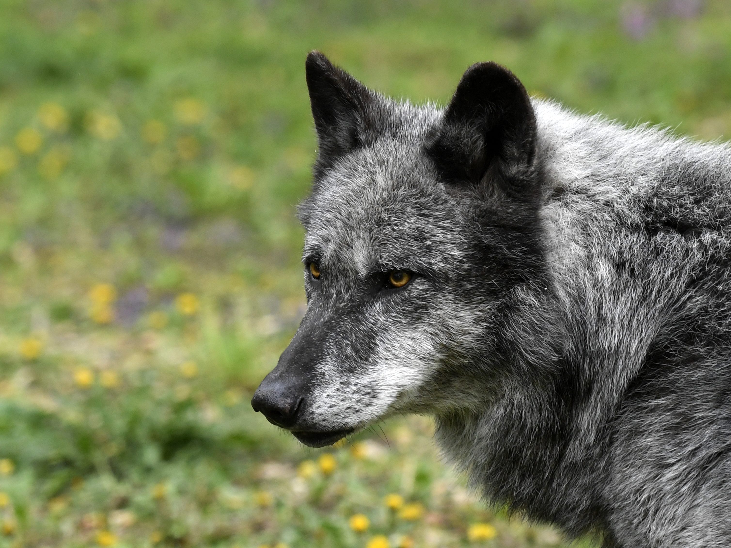 Es gibt erneut Verdacht auf Wolfsrisse im Waldviertel. Es gibt erneut Verdacht auf Wolfsrisse im Waldviertel.