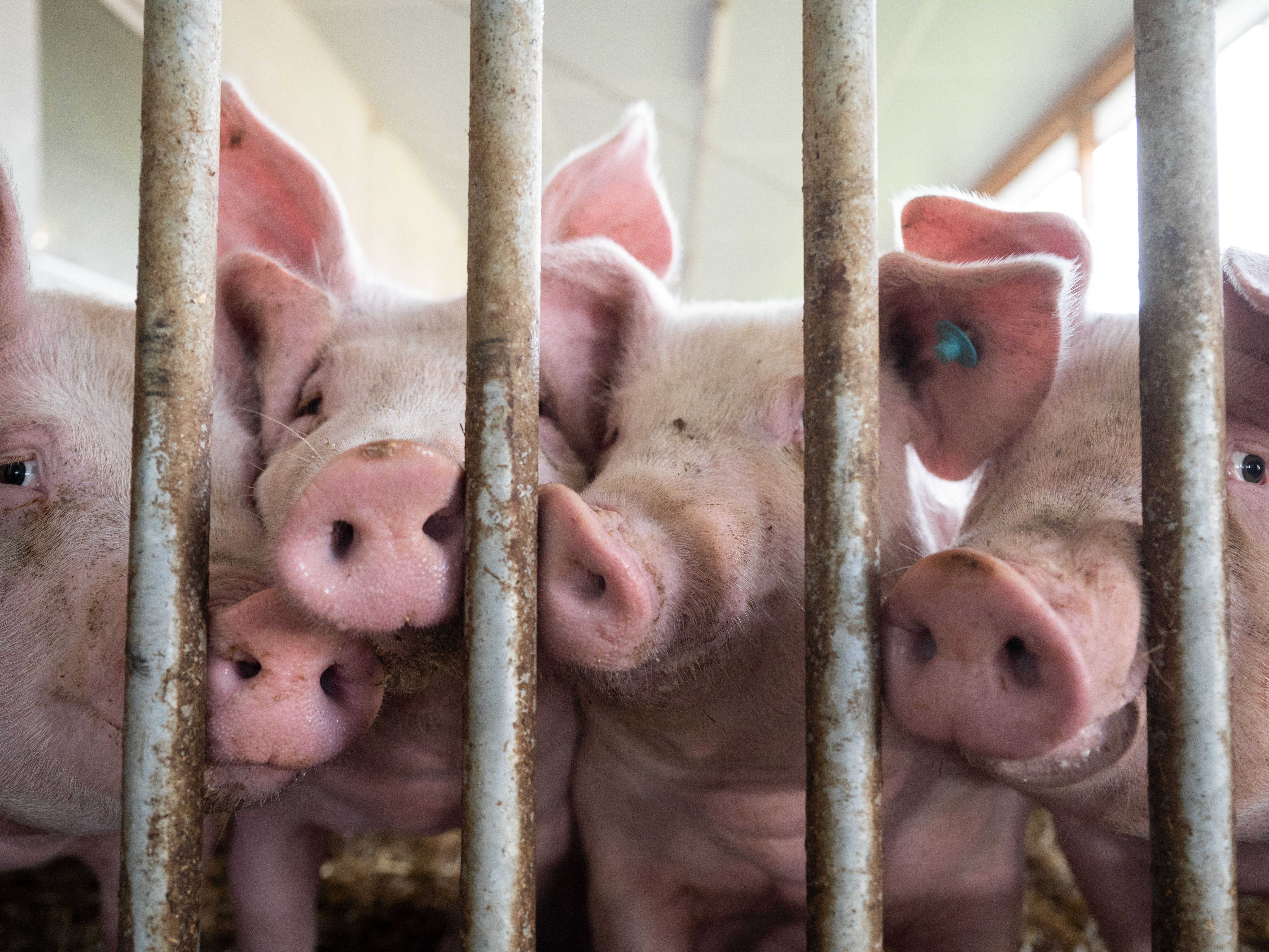 2022 wurden in Österreich weniger Schweine und Rinder geschlachtet.