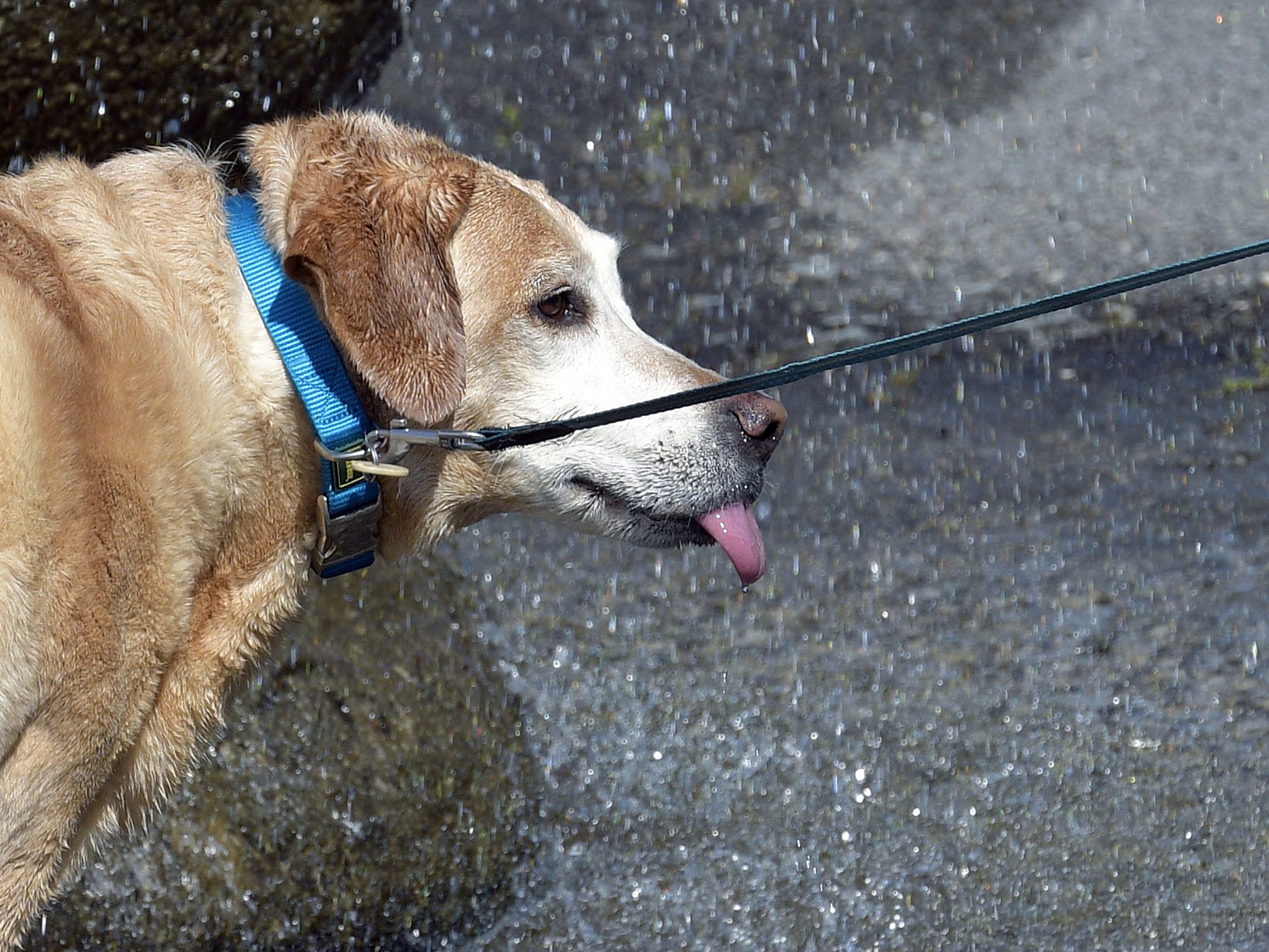 "Uber Pet" in Wien: Am Montag ist Anpfiff. "Uber Pet" in Wien: Am Montag ist Anpfiff.