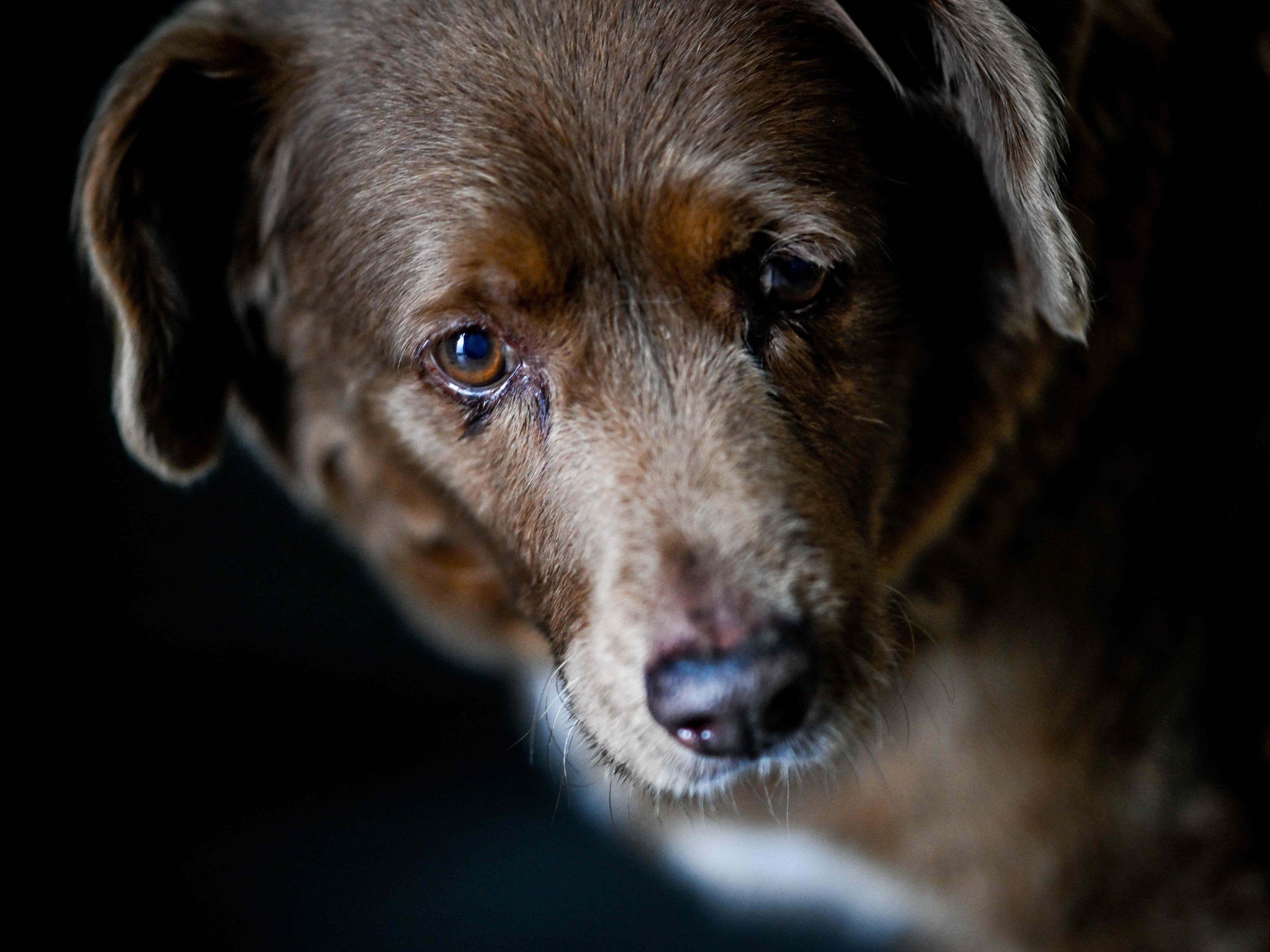 "Bobi" ist mit 30 Jahren der älteste Hund aller Zeiten.