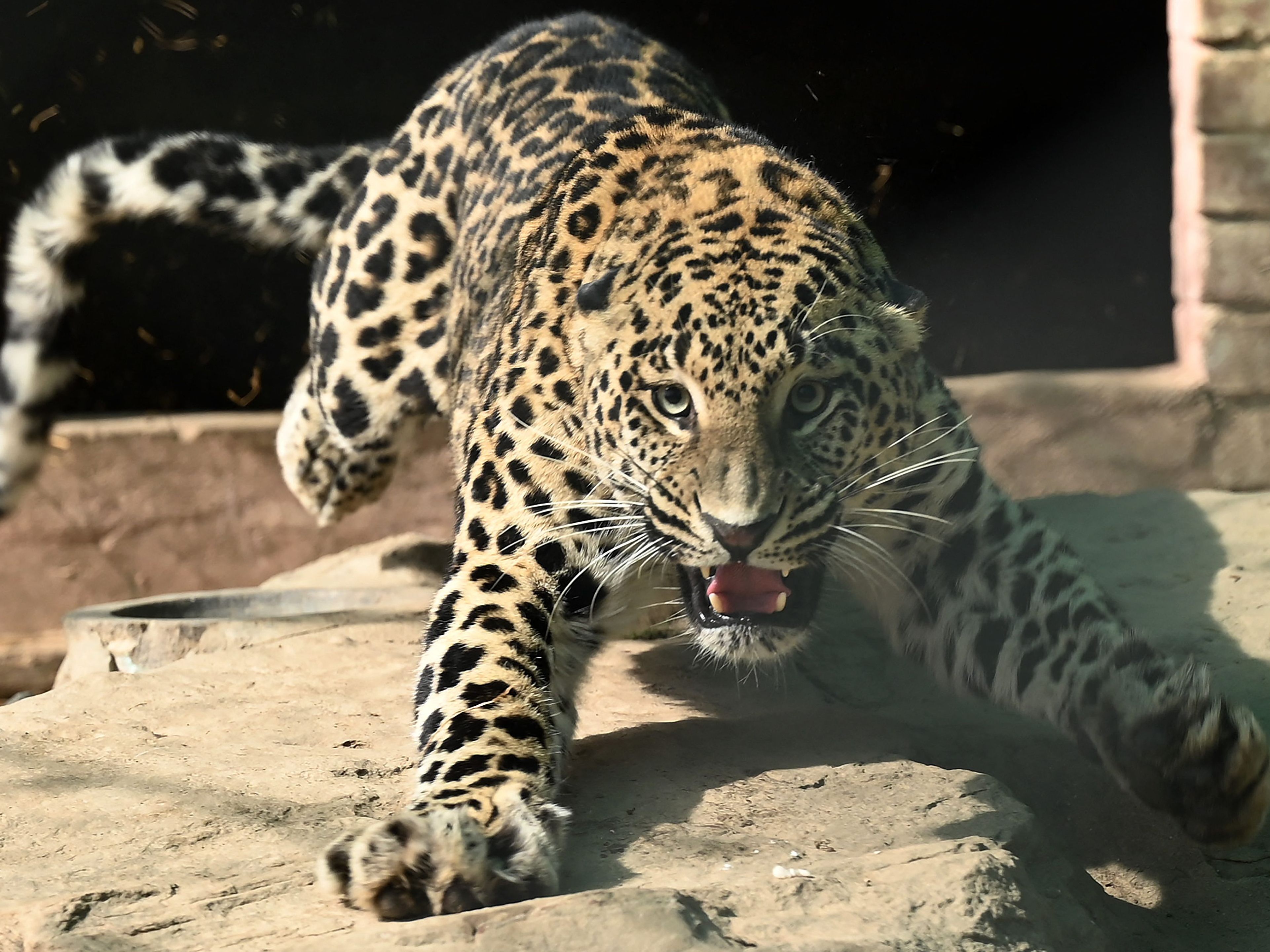Dieser Leopard verletzte vier Menschen leicht.