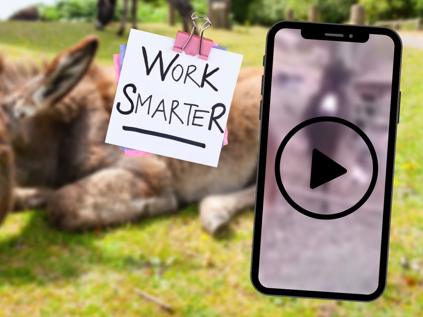 Dieser Esel lebt frei nach dem Motto "Work smarter, not harder". (Symbolbild)