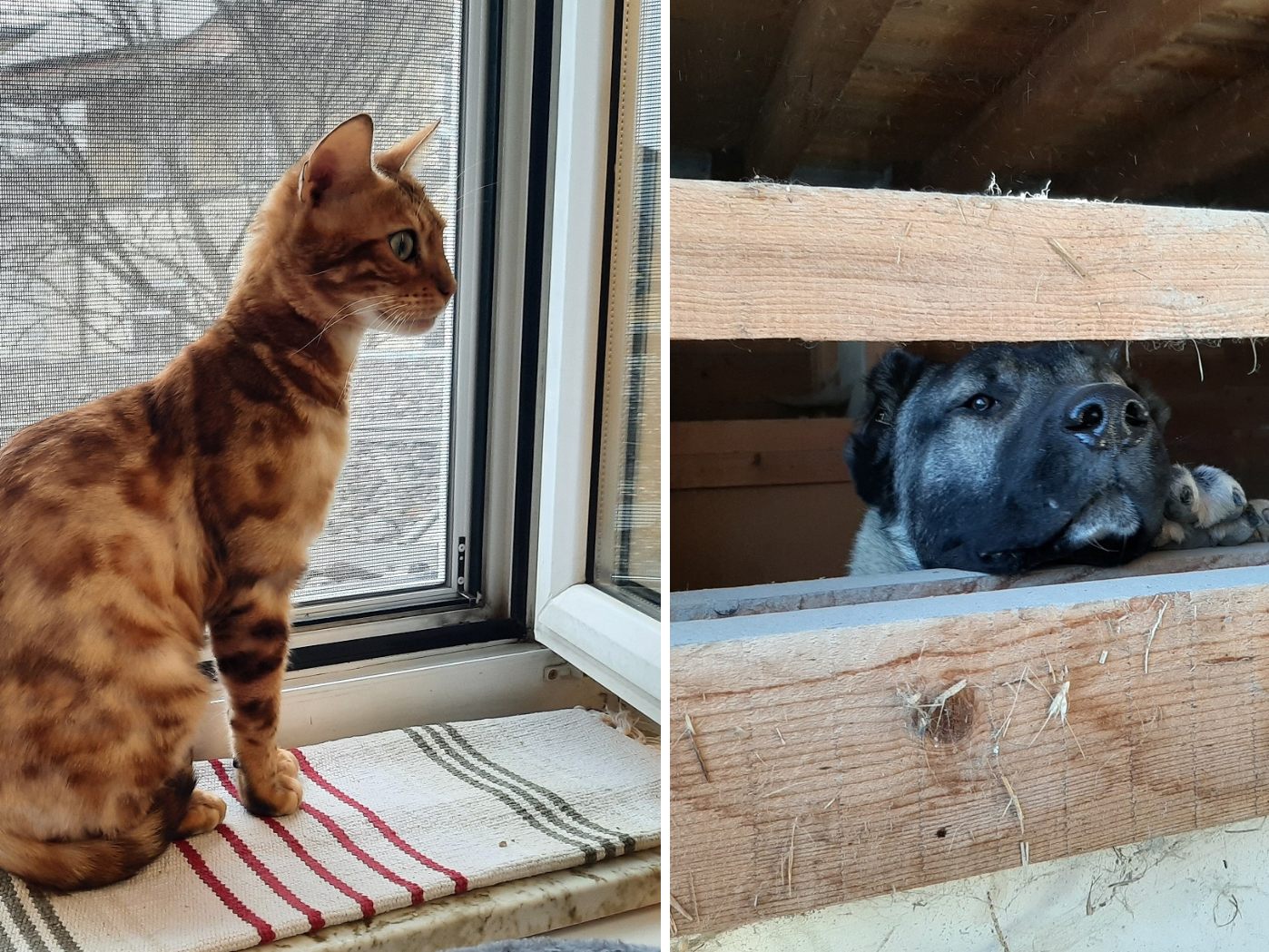 Verwahrloste Hunde, Katzen und Kaninchen wurden trotz Verbot von einem Züchter gehalten. Verwahrloste Hunde, Katzen und Kaninchen wurden trotz Verbot von einem Züchter gehalten.