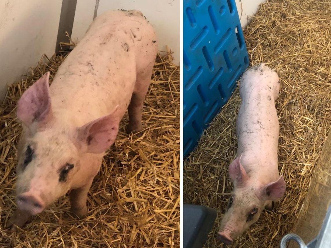 Schwein "Rudi" dürfte vermutlich in OÖ ausgesetzt worden sein. Die Pfotenhilfe bittet um Hinweise. Schwein "Rudi" dürfte vermutlich in OÖ ausgesetzt worden sein. Die Pfotenhilfe bittet um Hinweise.