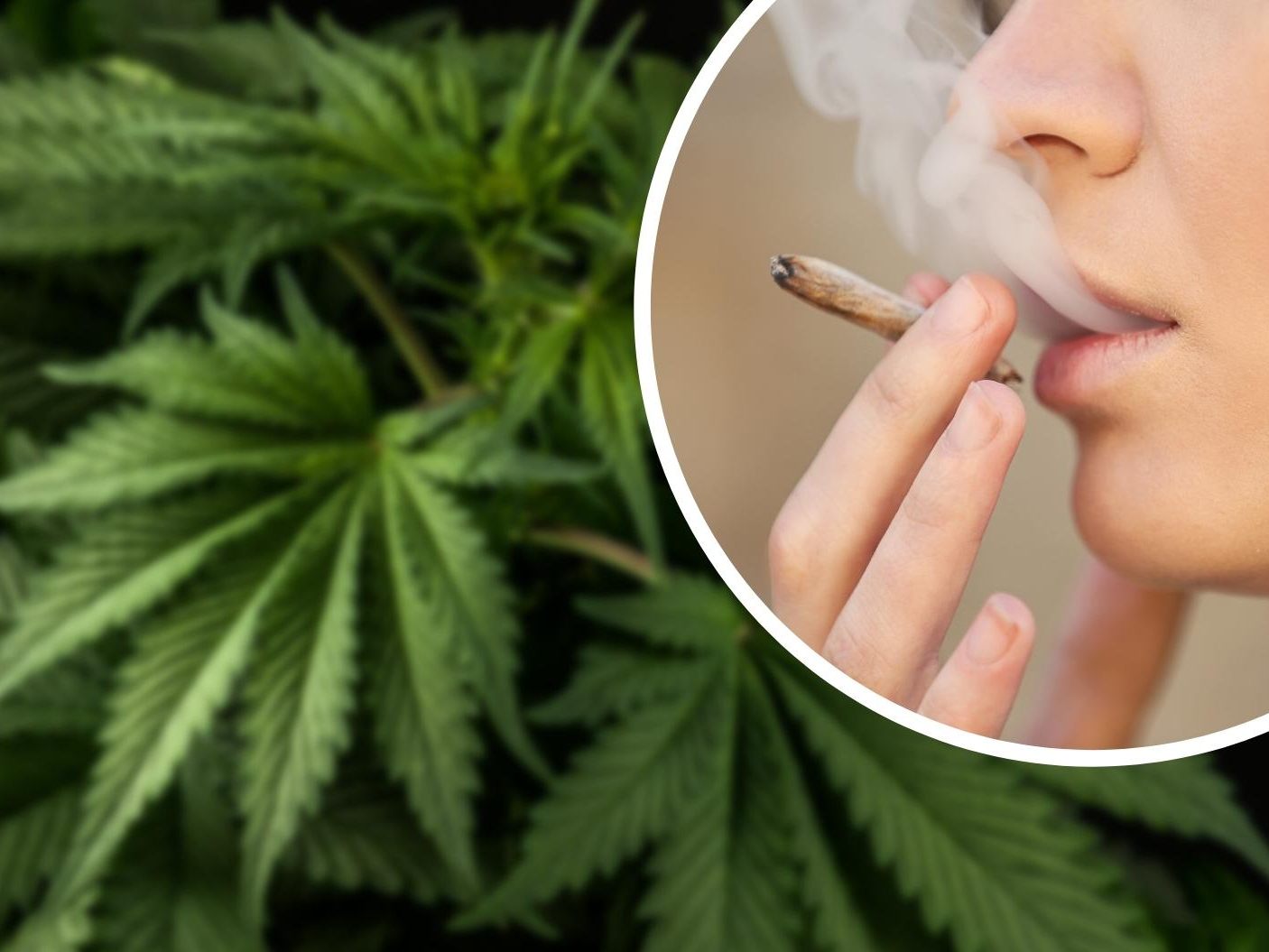 Dass häufiger Cannabiskonsum psychotische Erkrankungen, vor allem Schizophrenie, auslösen kann, ist seit langem bekannt. (Symbolbild)