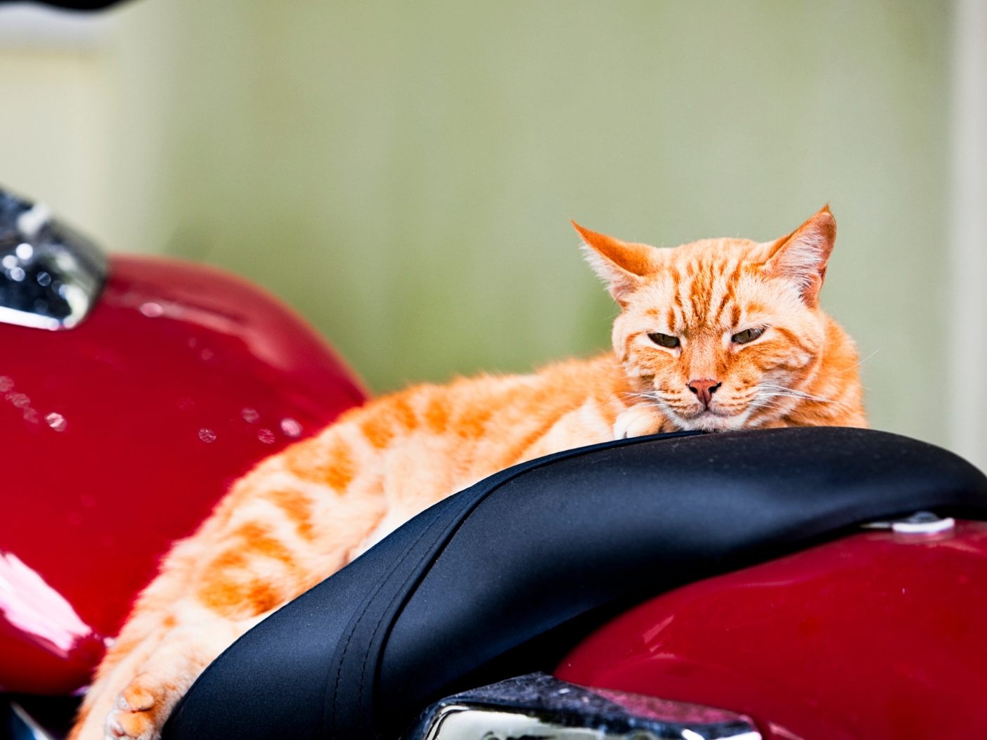Biker-Katze begeistert das Netz.
