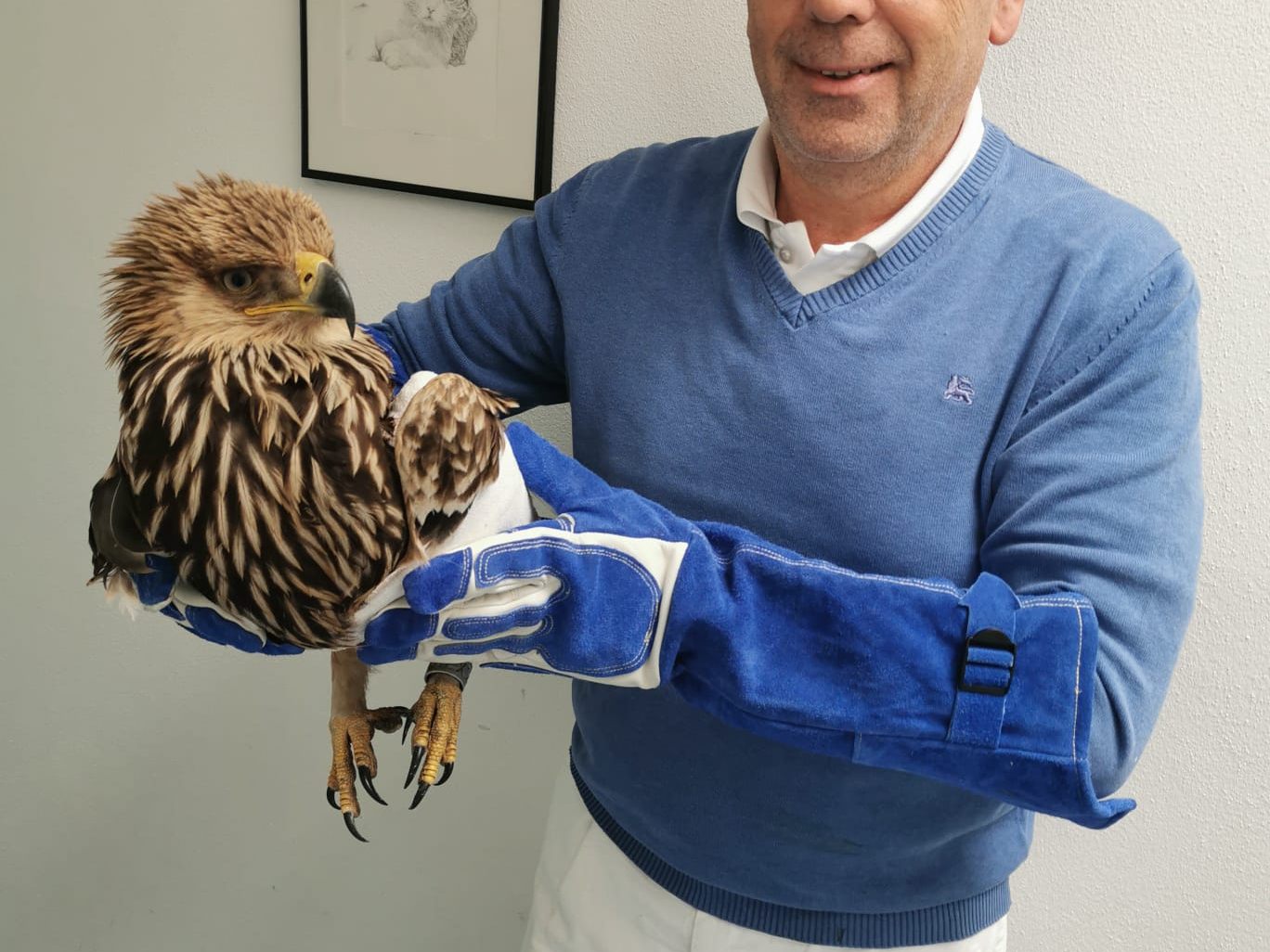 BirdLife Österreich: In Tulln angeschossener Kaiseradler kam in Tschechien zur Welt.