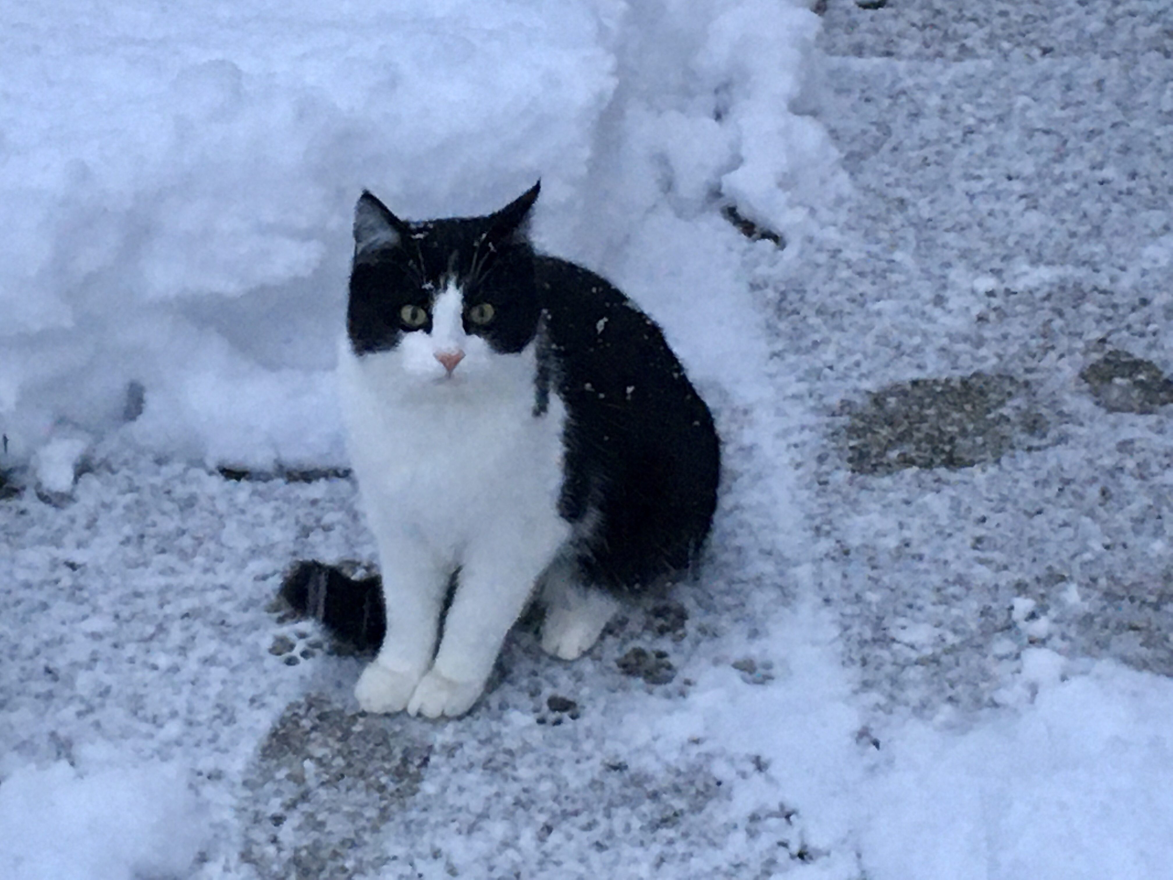 Kater Felix