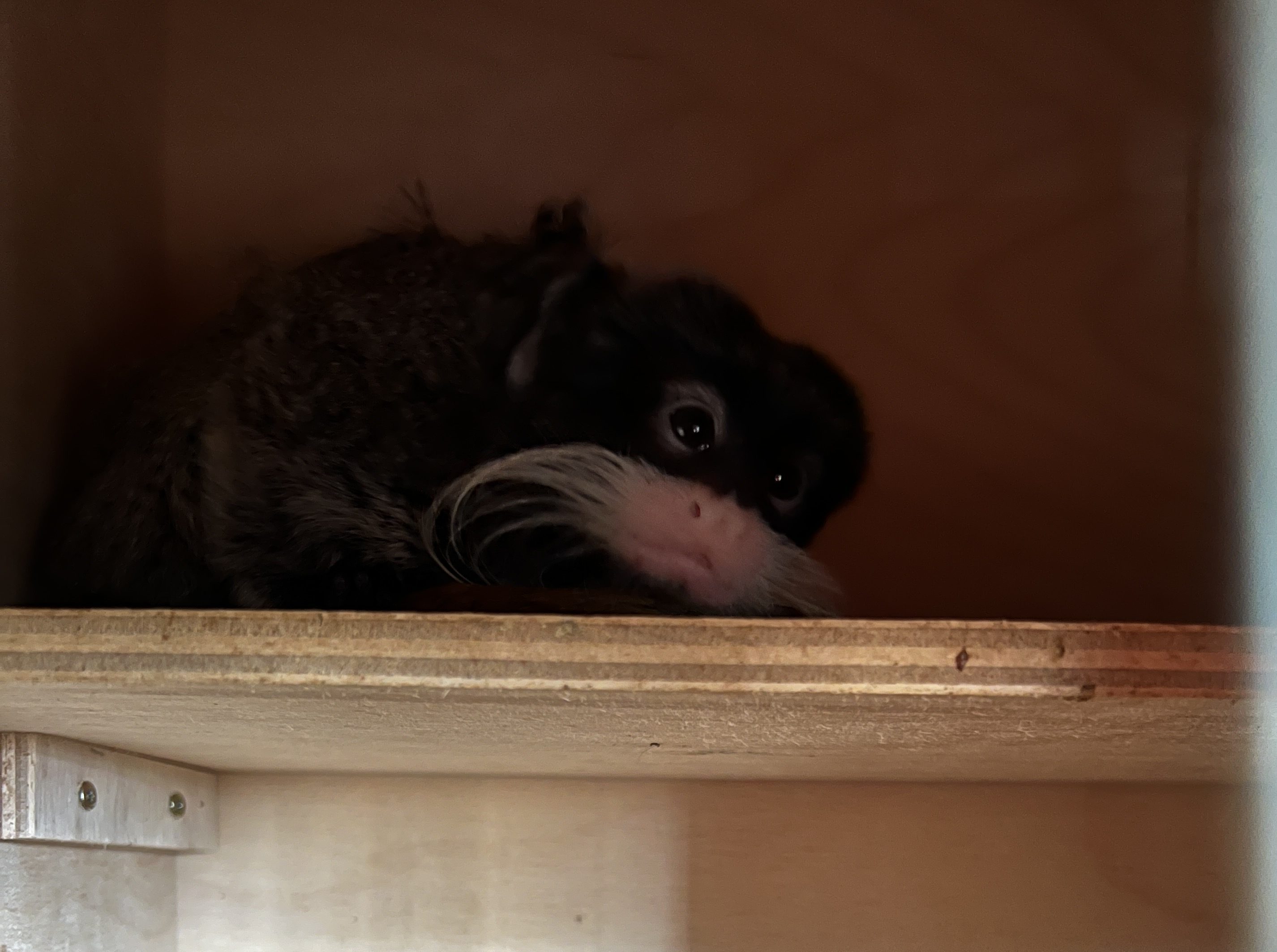 Die 13 Äffchen sind im Tierschutzhaus Vösendorf untergekommen.