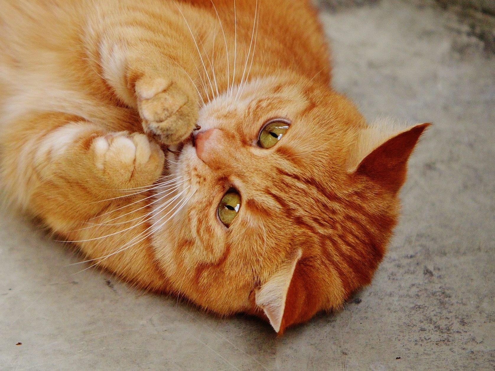 So lange sollte man täglich mit seiner Hauskatze spielen.