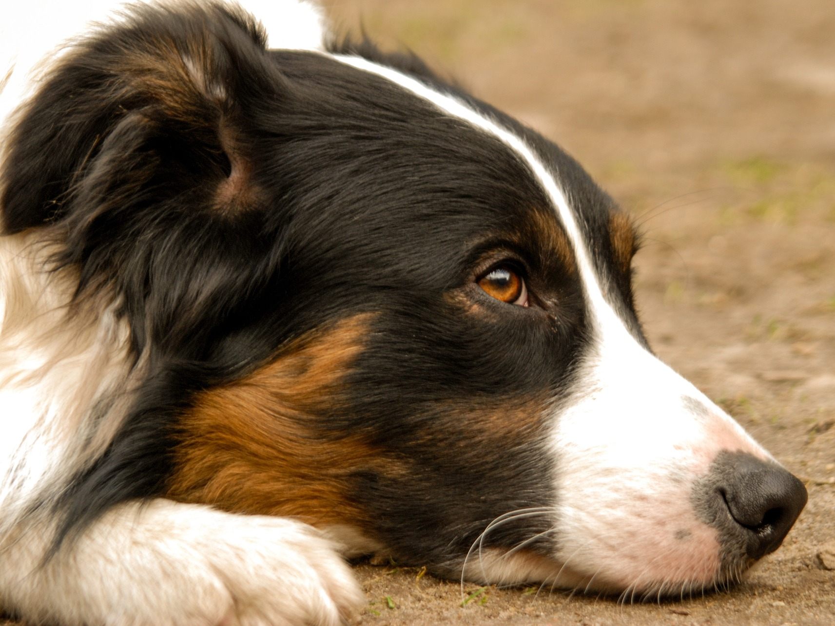 Der Hund wurde bei dem Unfall getötet.