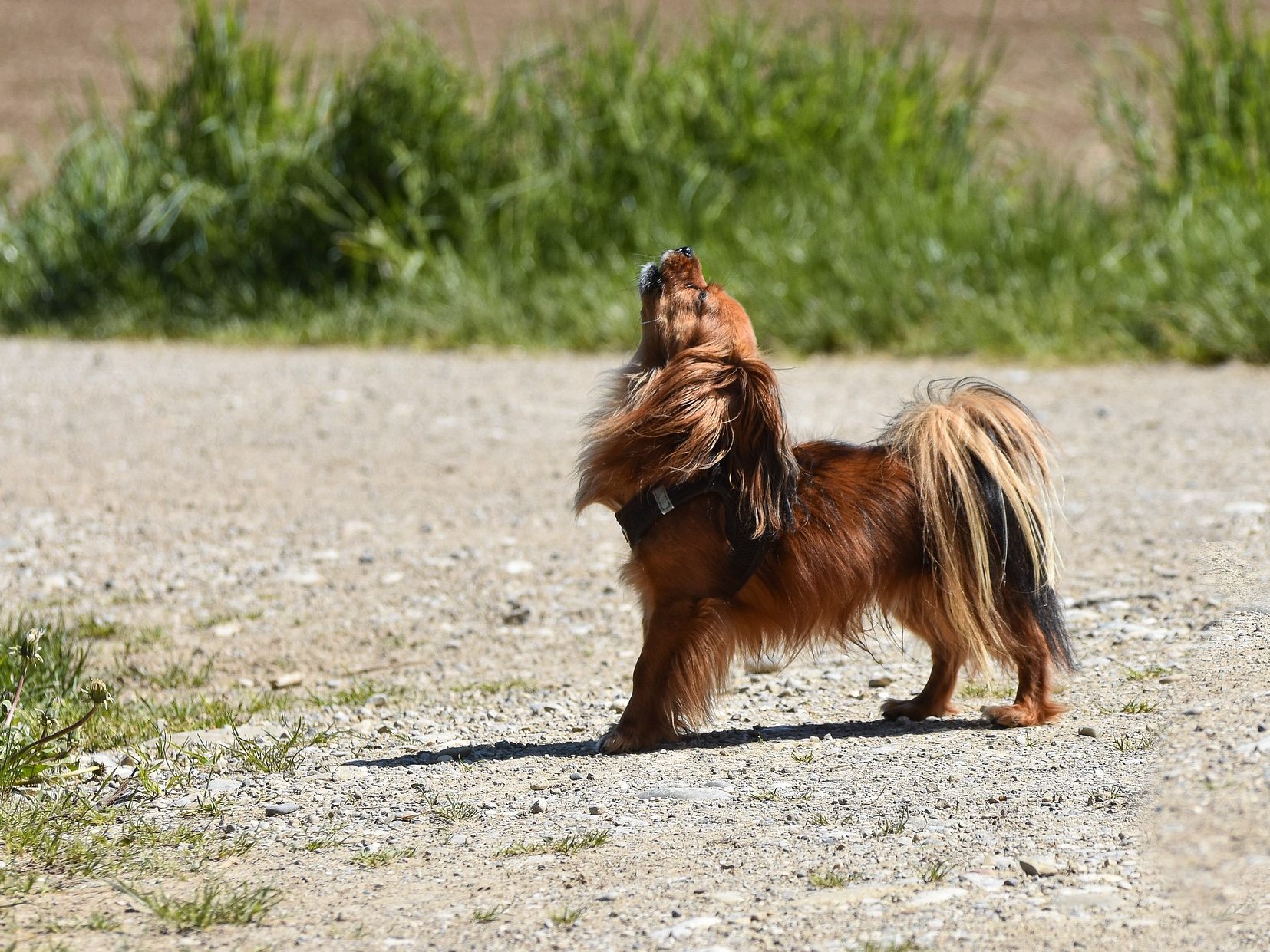 Durch die Nähe zum Menschen heulen unsere Hunde nicht mehr wie Wölfe.