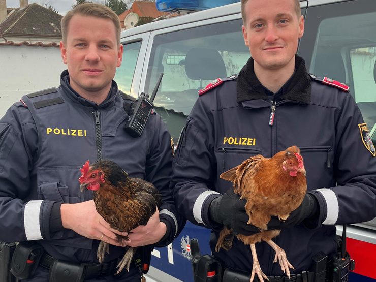 Die Polizisten konnten gemeinsam mit Passanten die Hühner einfangen. Die Polizisten konnten gemeinsam mit Passanten die Hühner einfangen.
