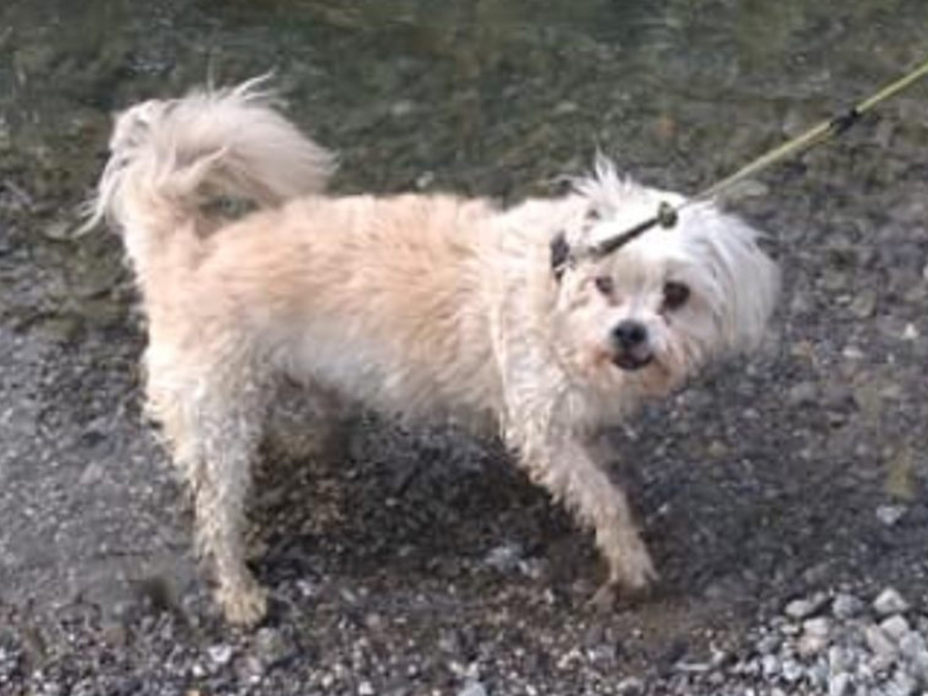 In Meiningen sorgte die Hundesteuer in der Vergangenheit für Diskussionen in der Gemeindevertretung In Meiningen sorgte die Hundesteuer in der Vergangenheit für Diskussionen in der Gemeindevertretung