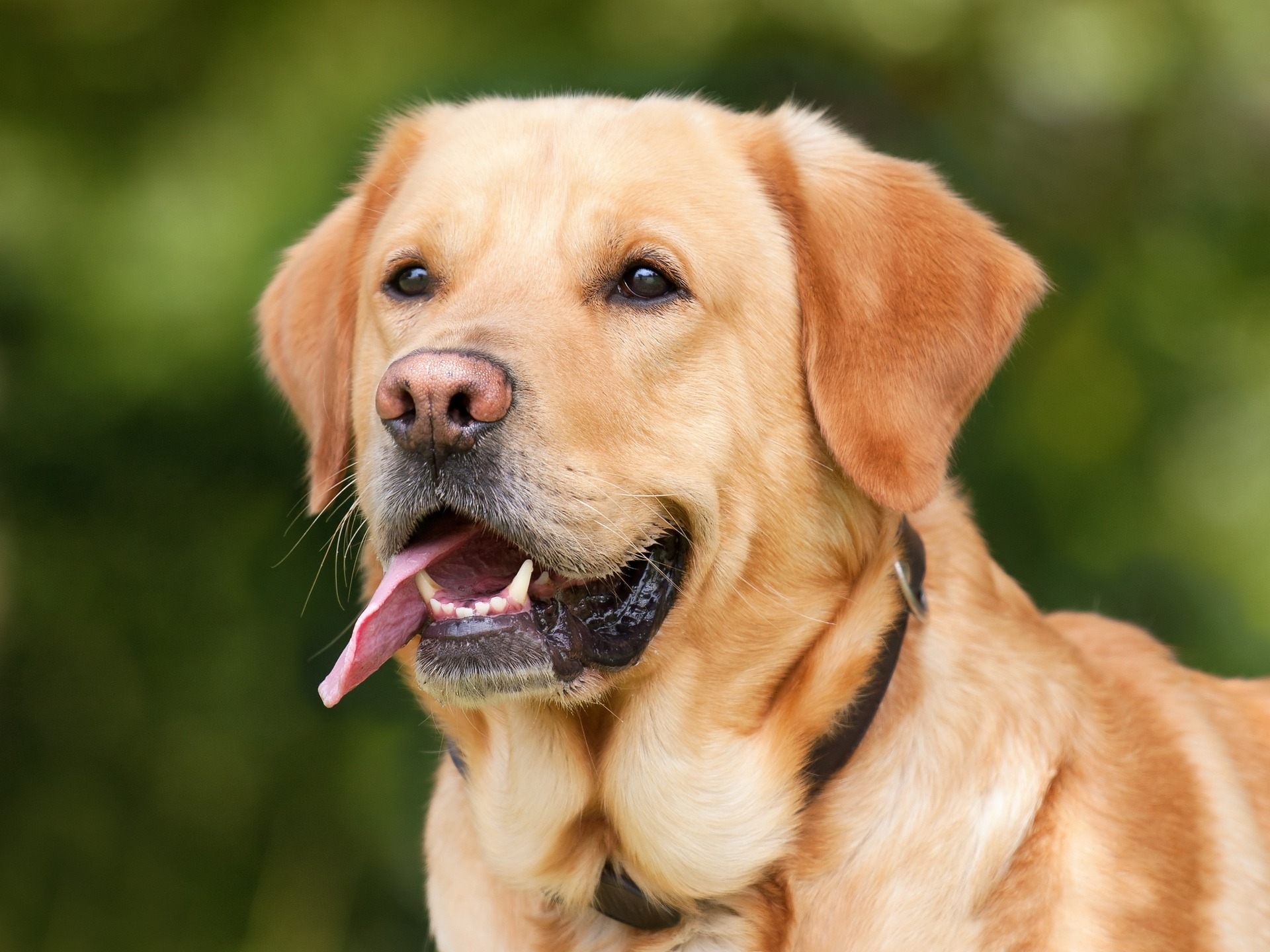 Hunde lösen laut Studie Aufgaben im Einklang mit ihren Besitzern. Hunde lösen laut Studie Aufgaben im Einklang mit ihren Besitzern.